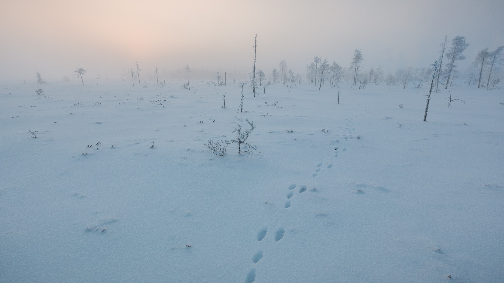 Frozen swamp with footprints in the snow at sunset HD Wallpaper