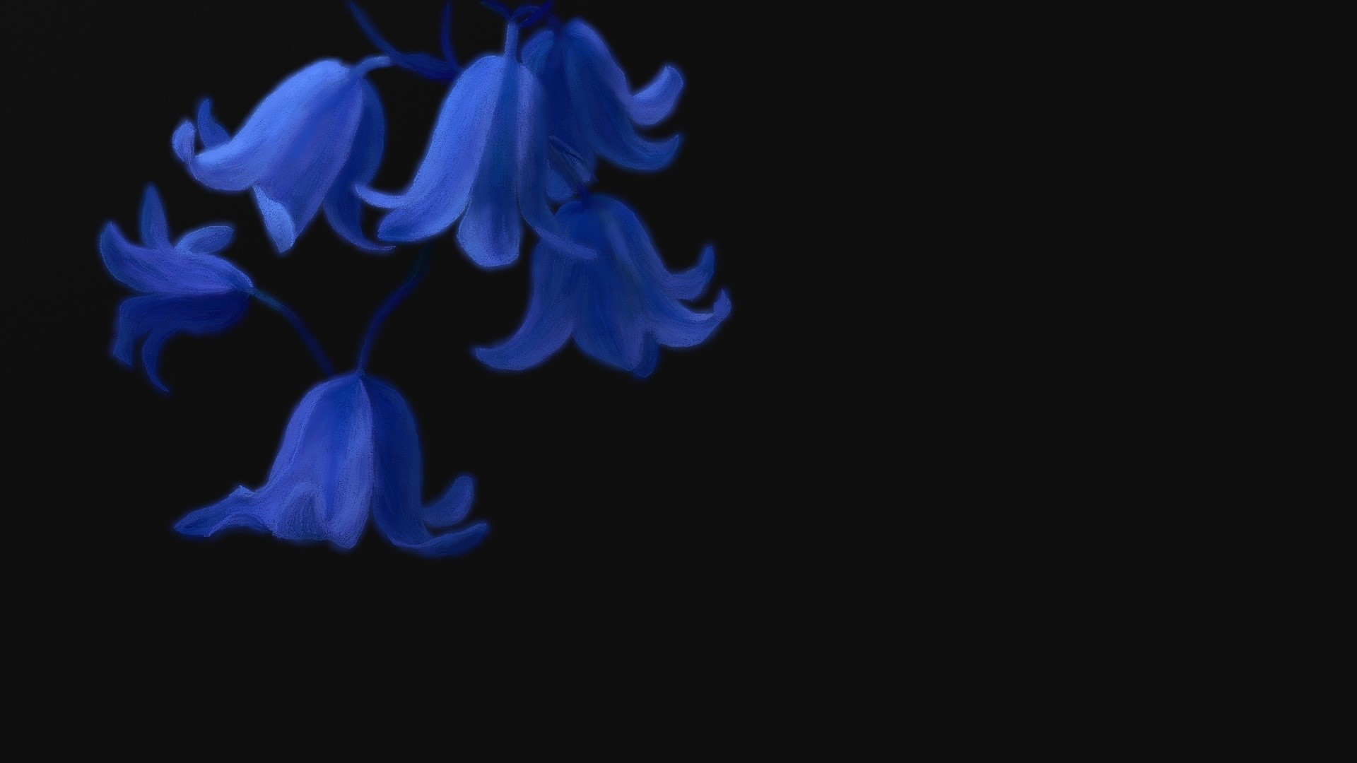 Bluebell flowers on a black background HD Wallpaper