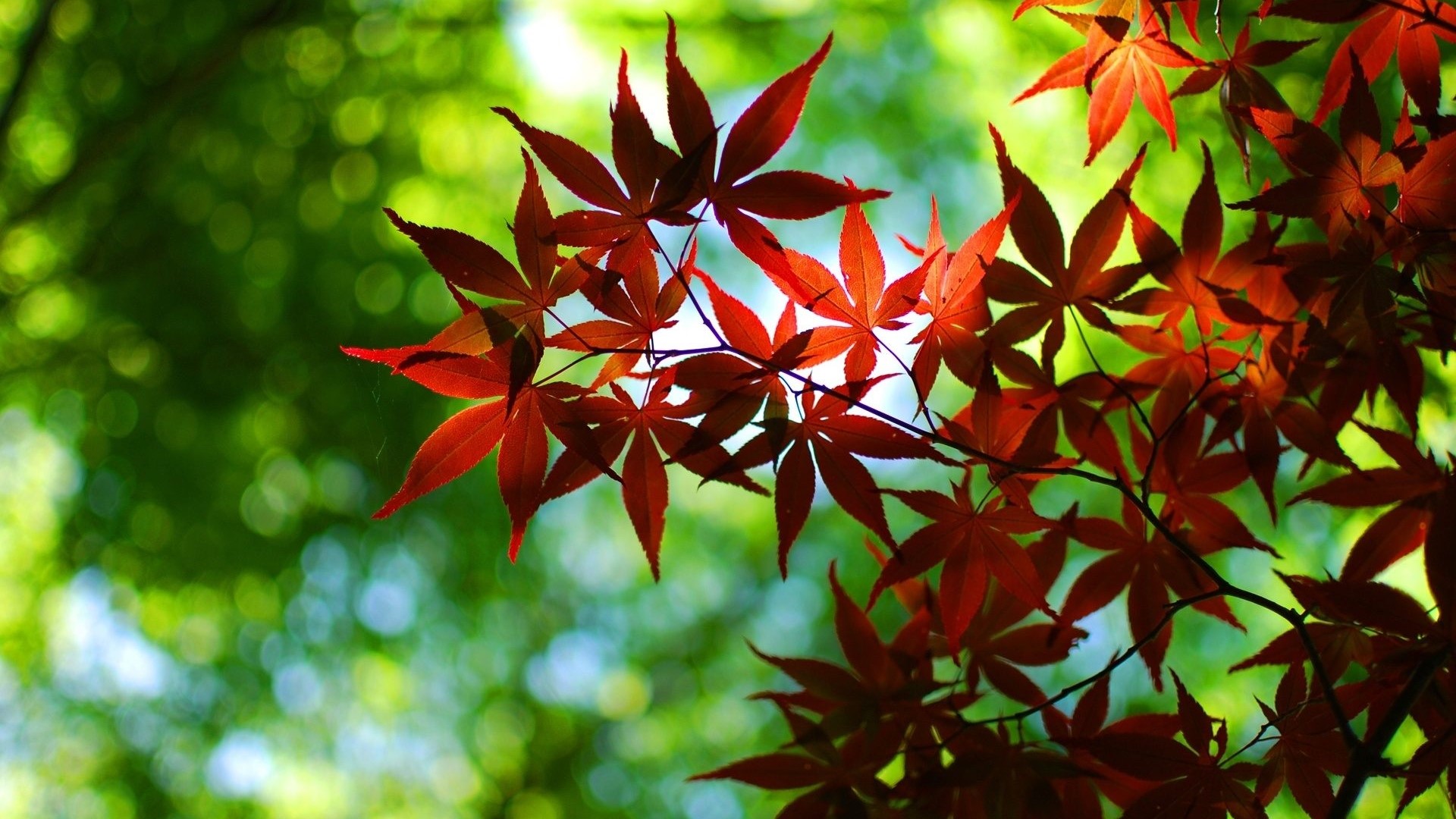 Red Maple Leaves in Sunlight HD Wallpaper