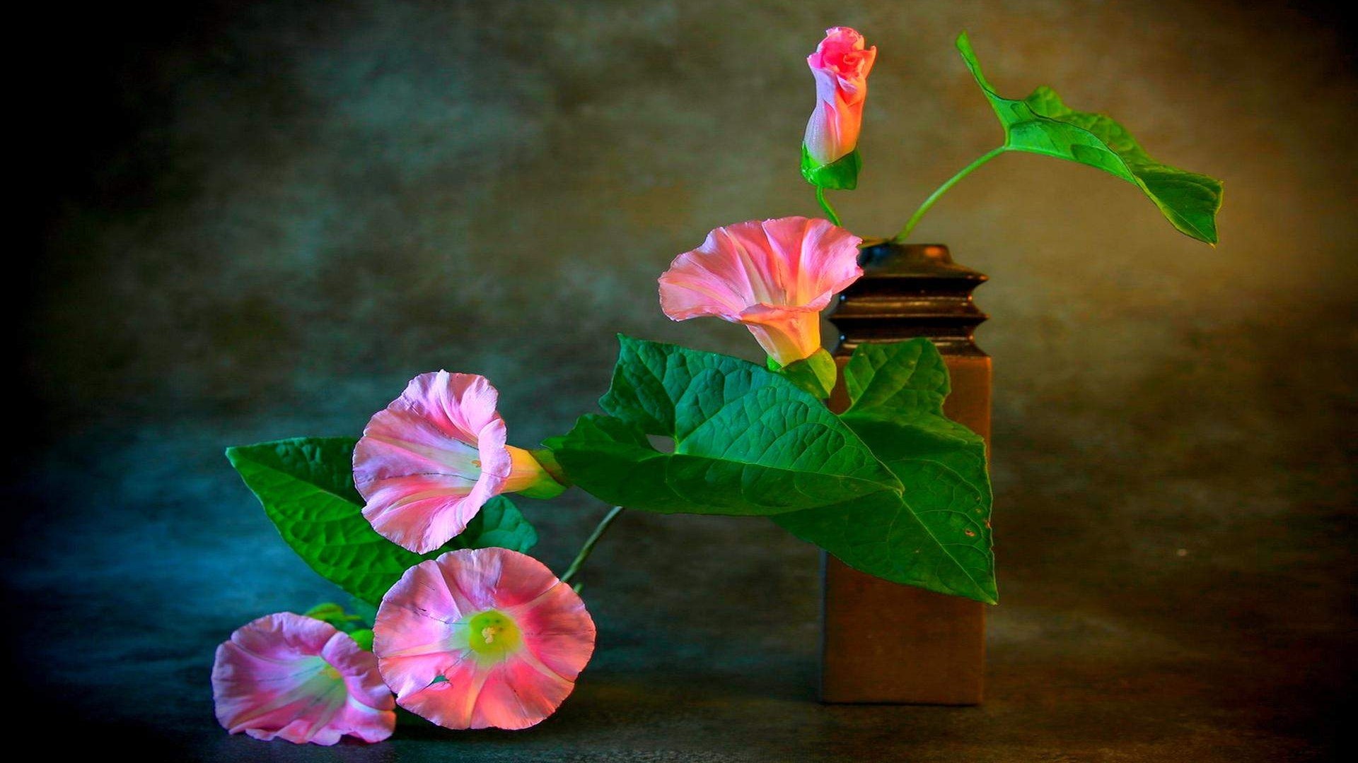 Pink Morning Glory Flowers in a Vase HD Wallpaper