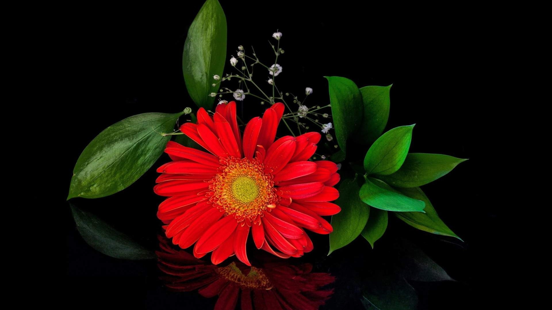Red Gerbera Daisy with Green Leaves HD Wallpaper