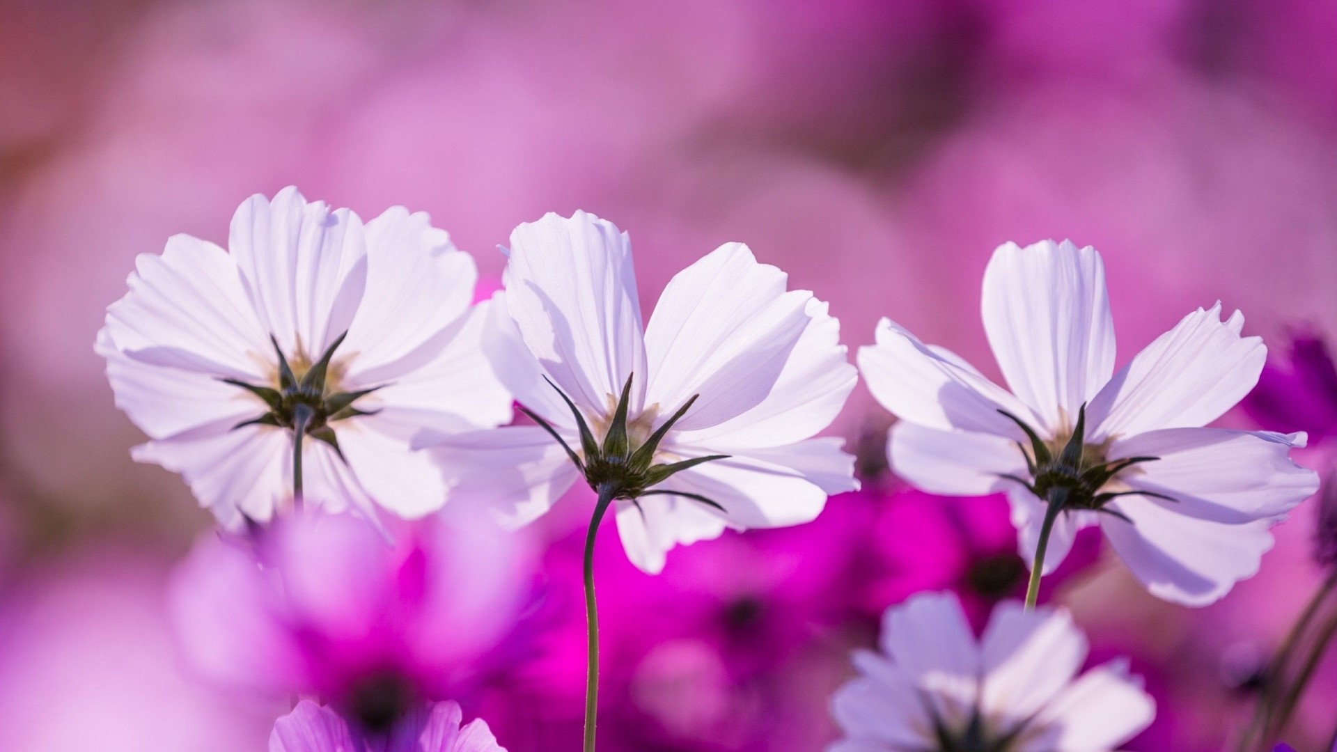 White Cosmos Flowers in Pink Field HD Wallpaper