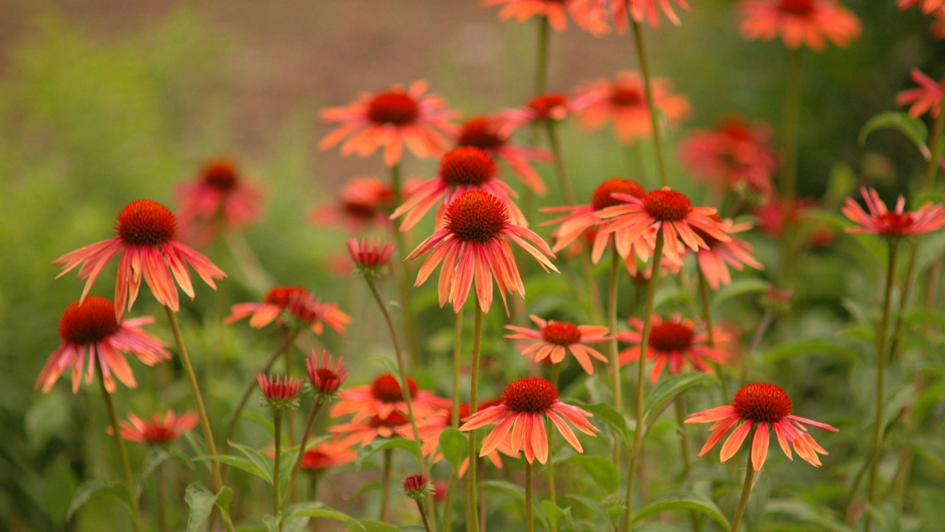 Orange Coneflowers in a Garden HD Wallpaper