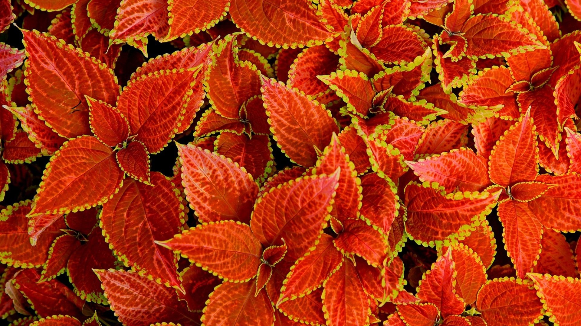 Red and yellow coleus leaves close-up HD Wallpaper