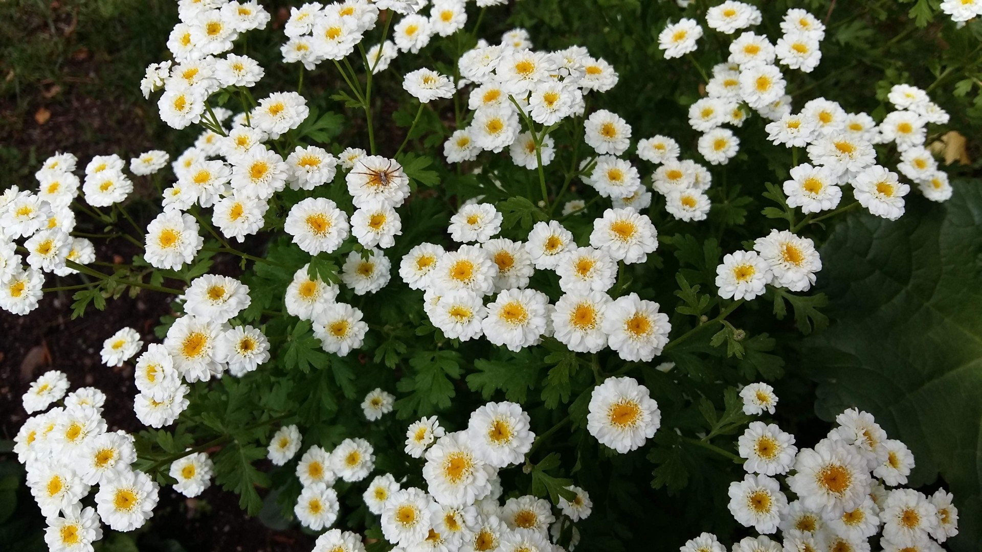White Flowers with Yellow Centers and a Spider HD Wallpaper
