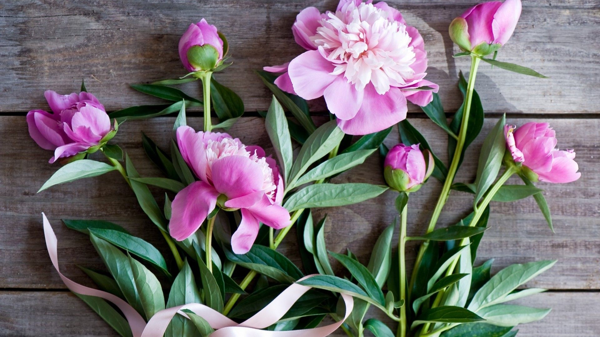 Pink Peonies and Ribbon on Wooden Background HD Wallpaper