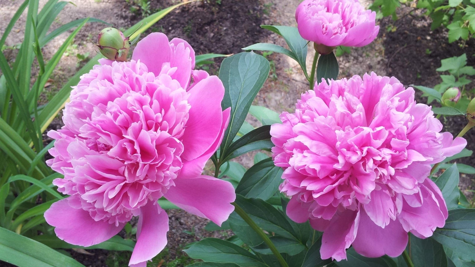 Pink Peony Flowers in Garden HD Wallpaper