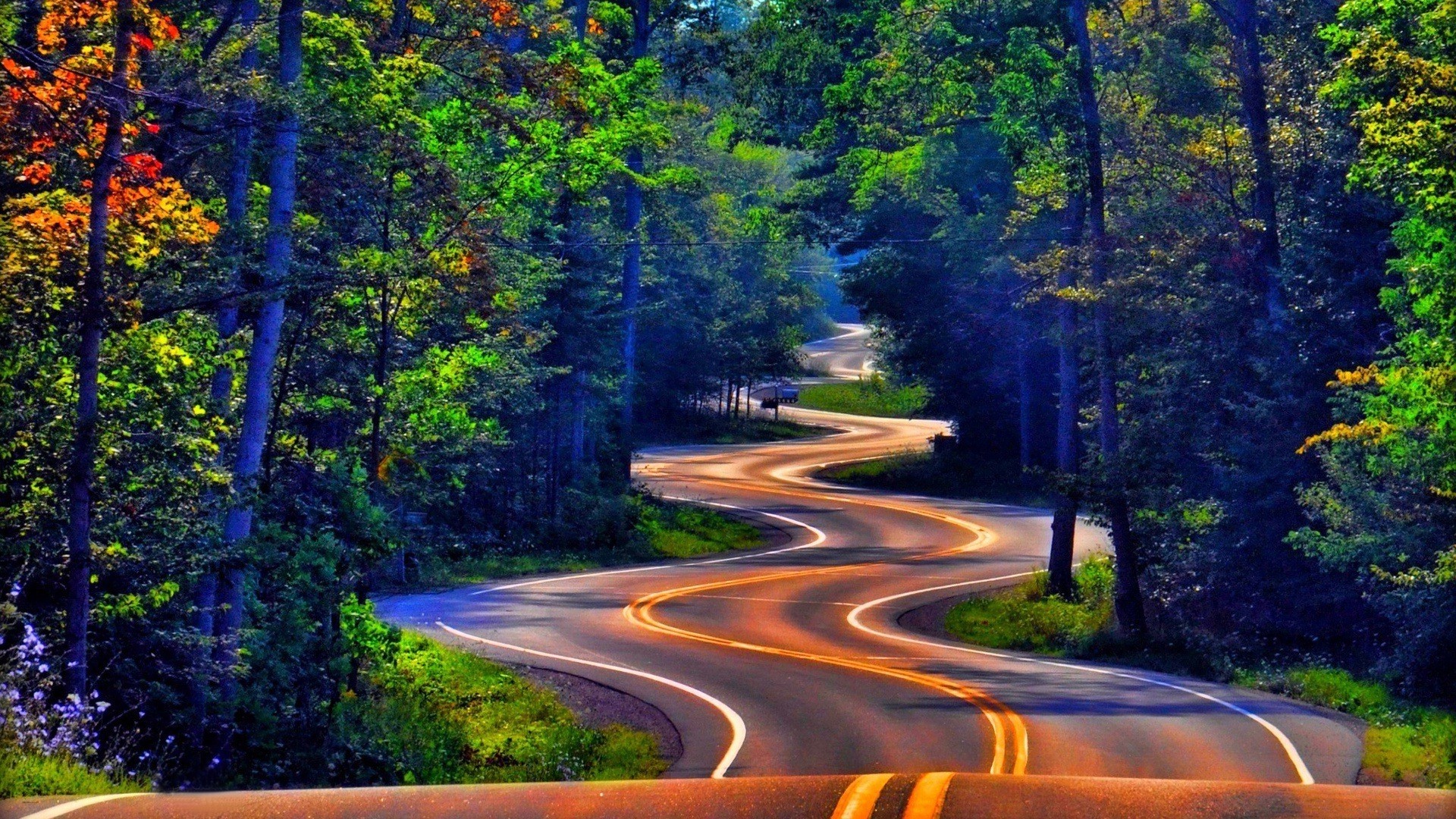 Winding Forest Road HD Wallpaper