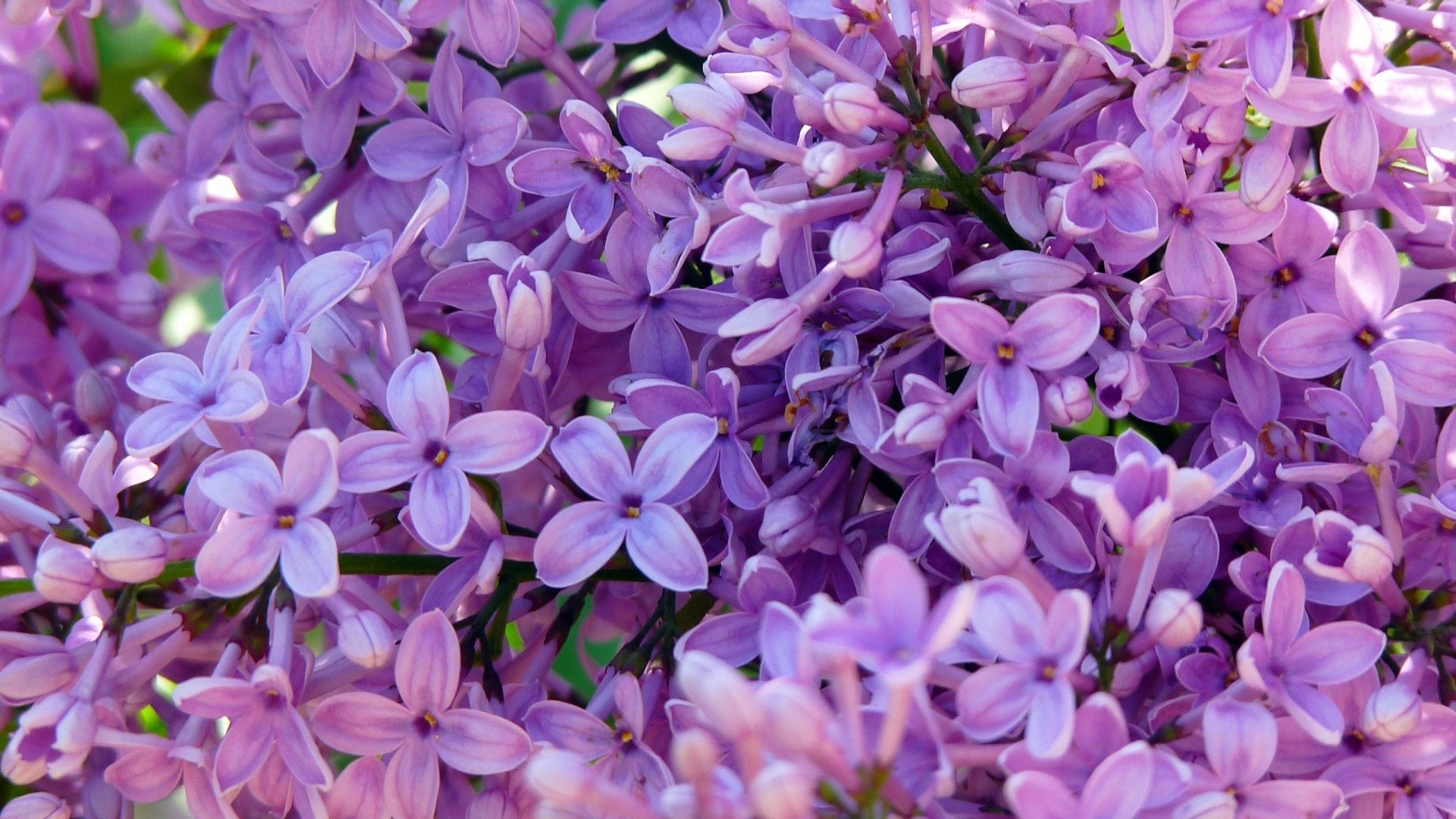 Purple Lilac Flowers Close-up HD Wallpaper