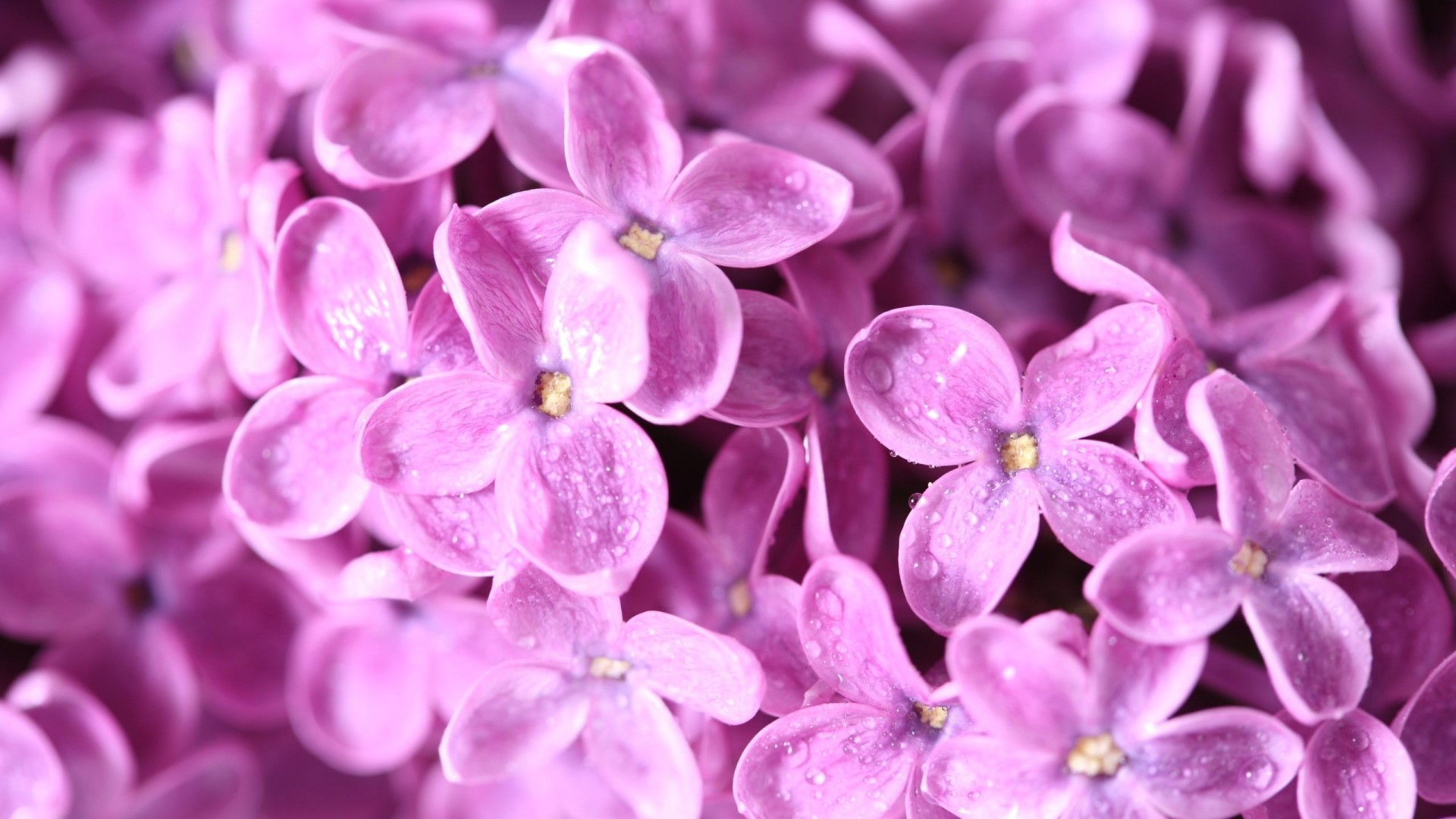 Close-up of Lilac Flowers HD Wallpaper