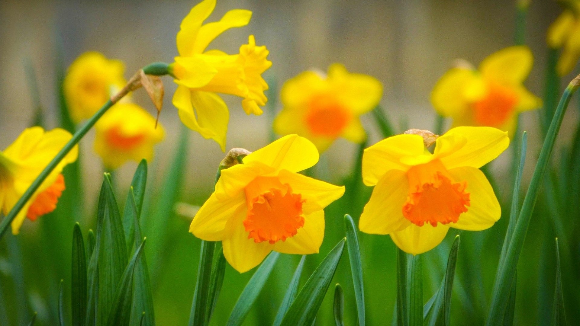 Yellow Daffodils with Orange Centers HD Wallpaper
