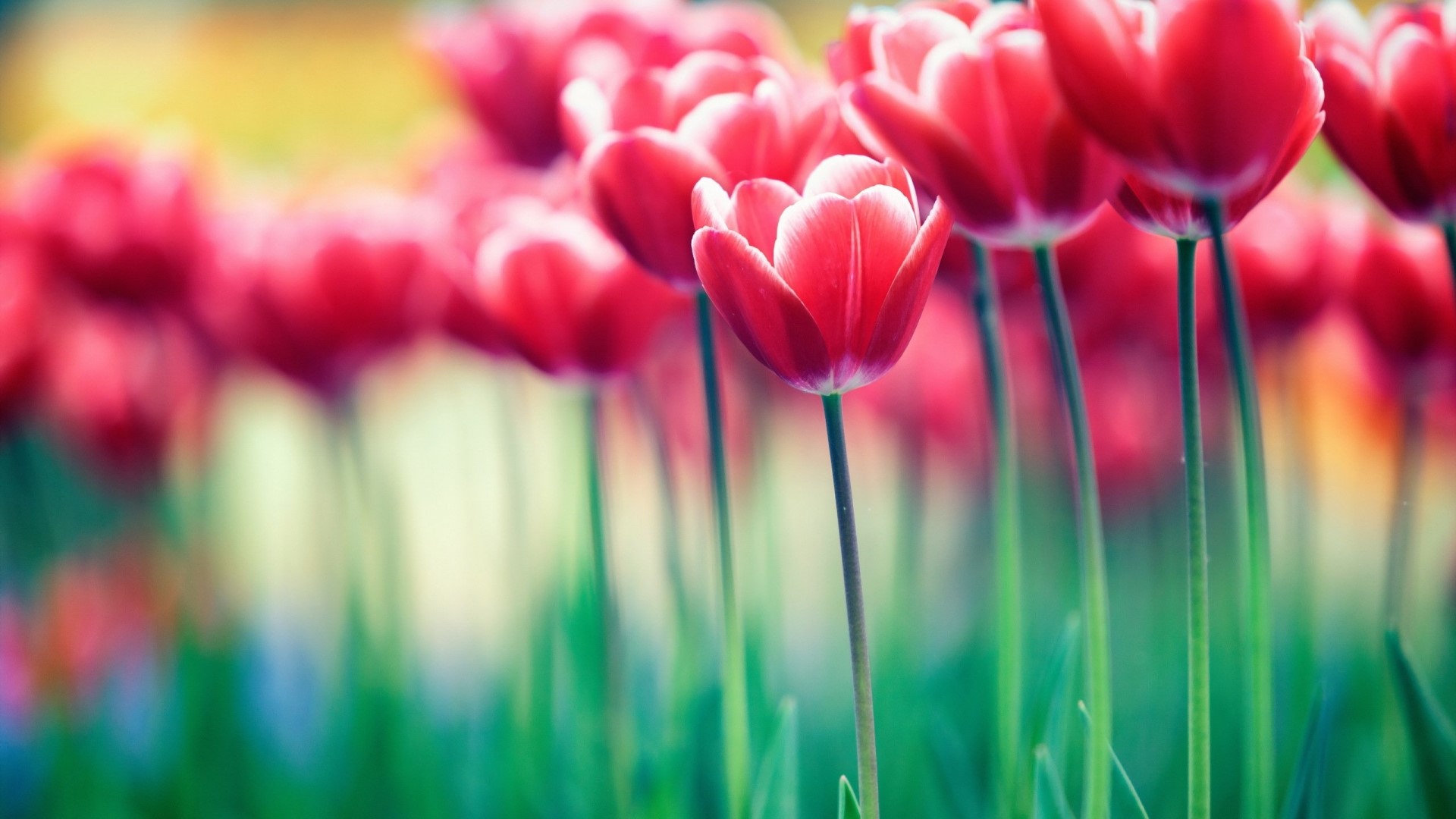 Red Tulips in a Field HD Wallpaper