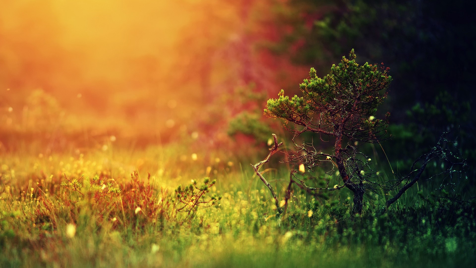 Golden light on a small tree in a meadow HD Wallpaper
