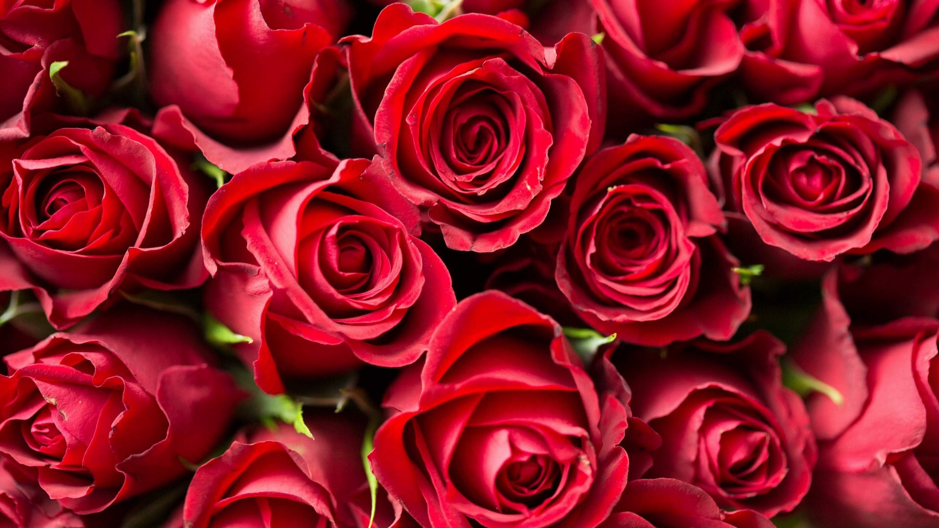 Close-up of Red Roses HD Wallpaper