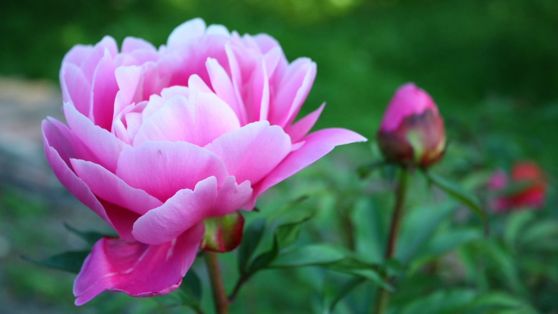 Pink Peony Flower and Bud HD Wallpaper