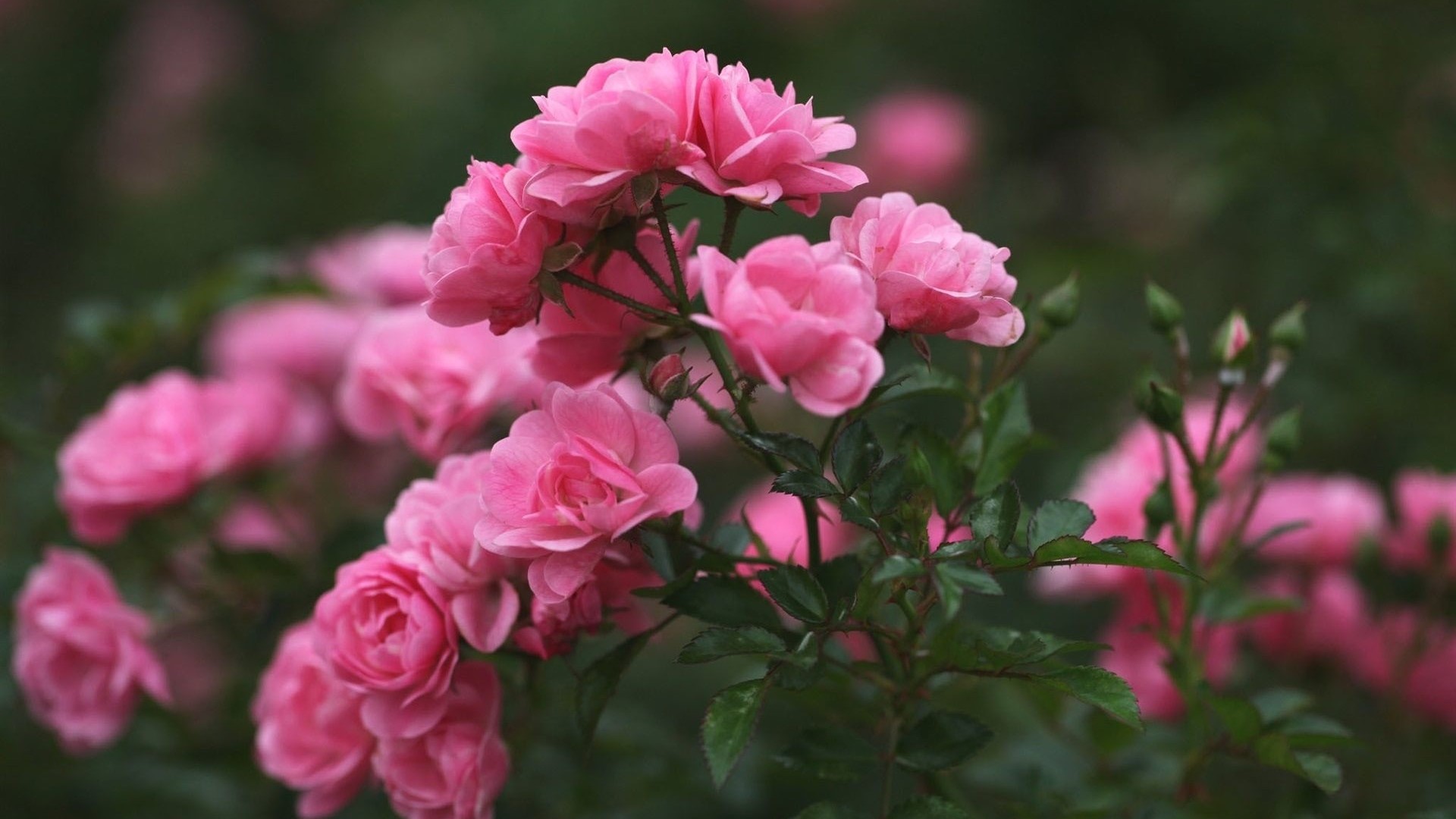 Pink Roses in Bloom HD Wallpaper