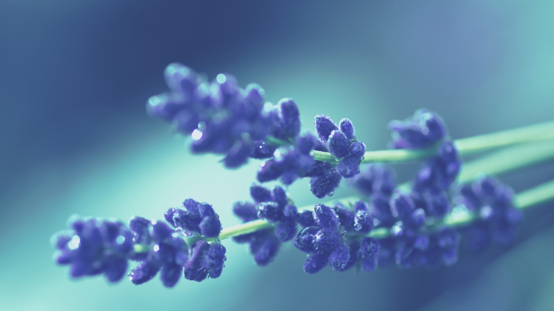Macro Close Up of Purple Lavender Flowers HD Wallpaper