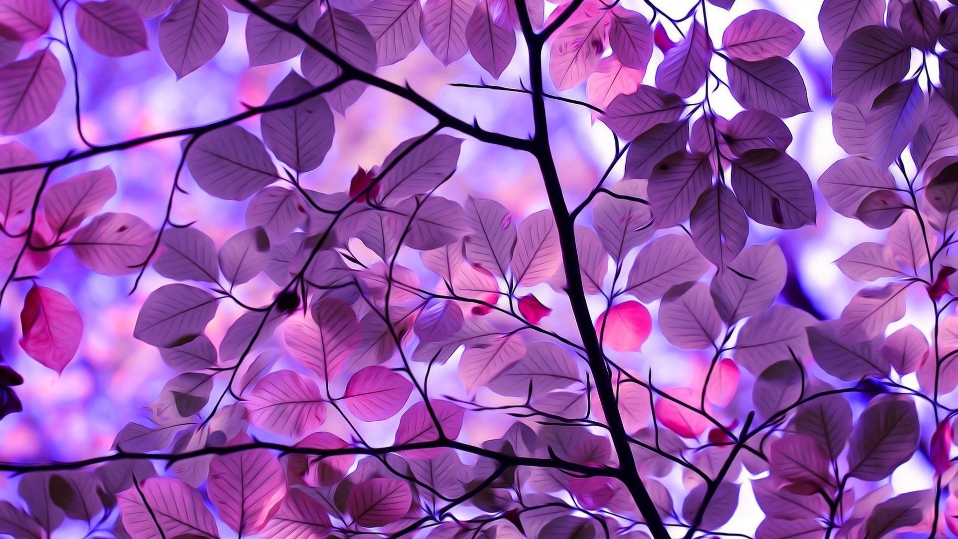 Purple leaves on branches against a blurred background HD Wallpaper