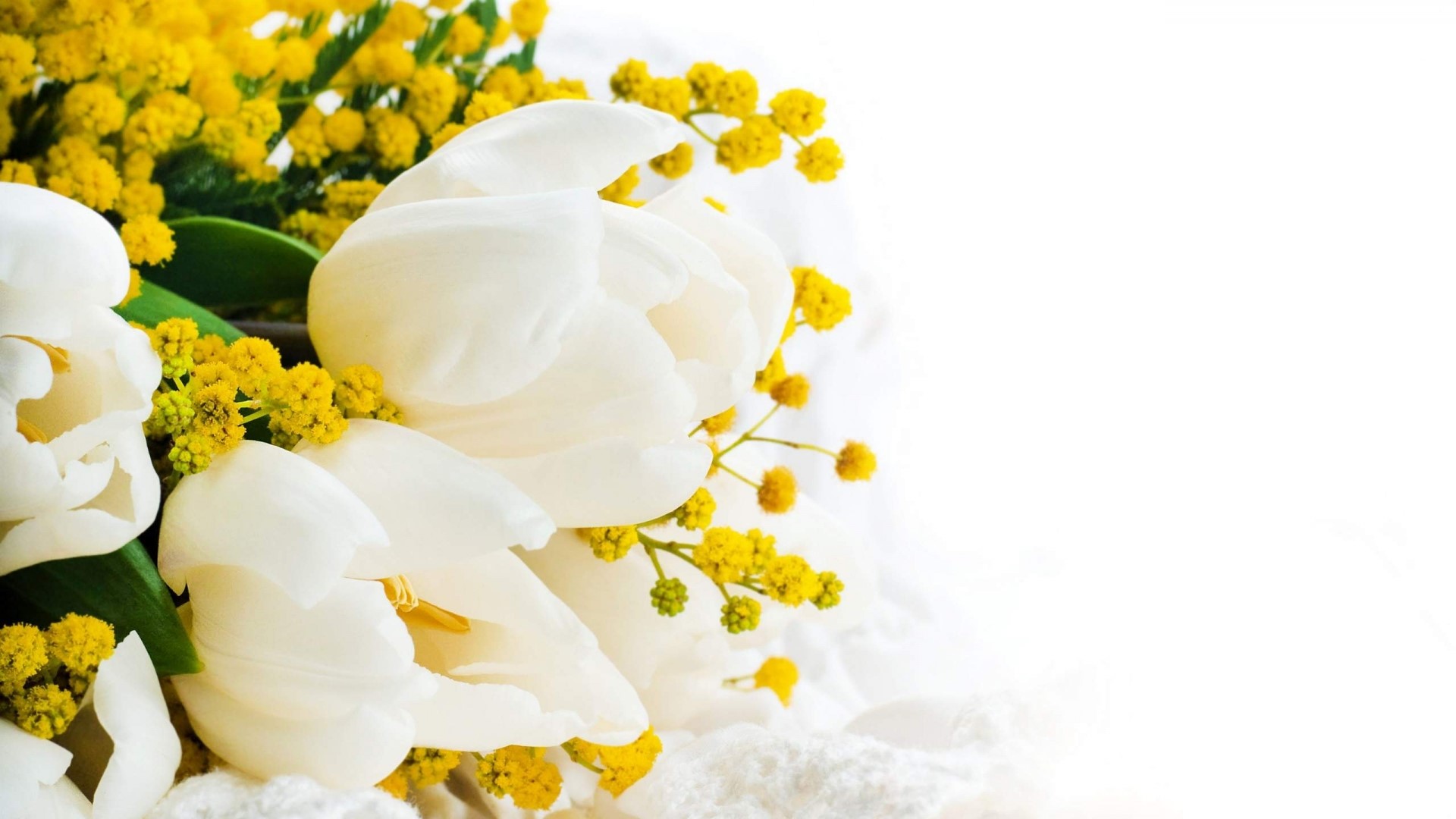 White tulips and yellow mimosa flowers HD Wallpaper