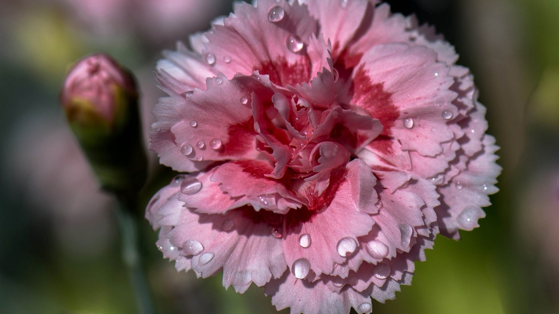 Pink Carnation Flower with Water Droplets HD Wallpaper