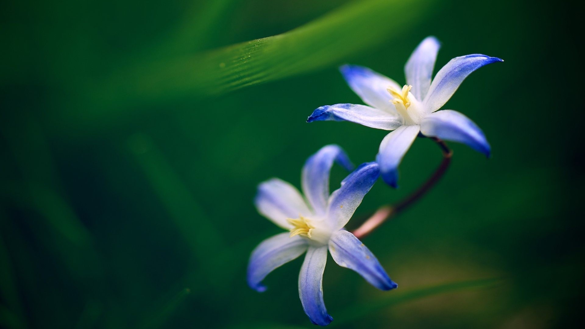 Two blue and white flowers on a green background HD Wallpaper