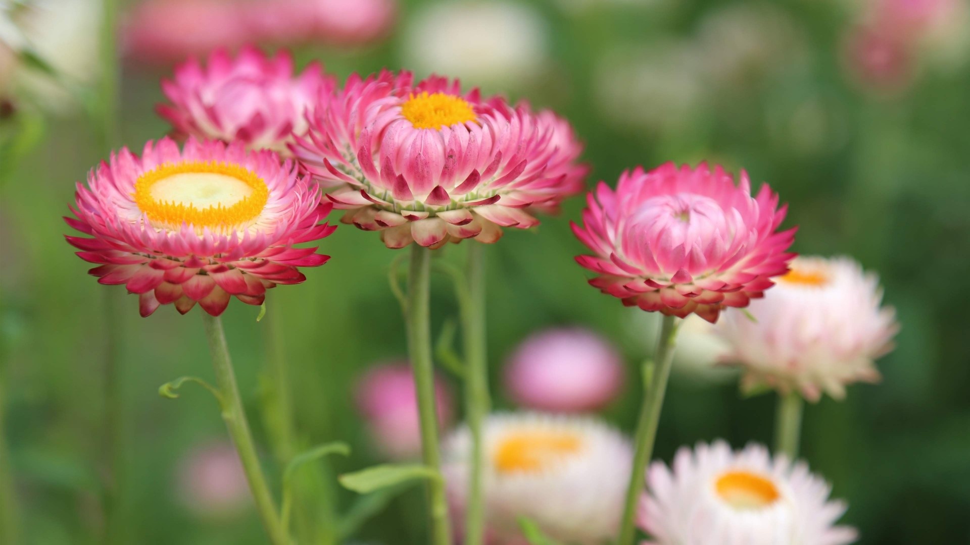 Pink and yellow strawflowers in a garden HD Wallpaper