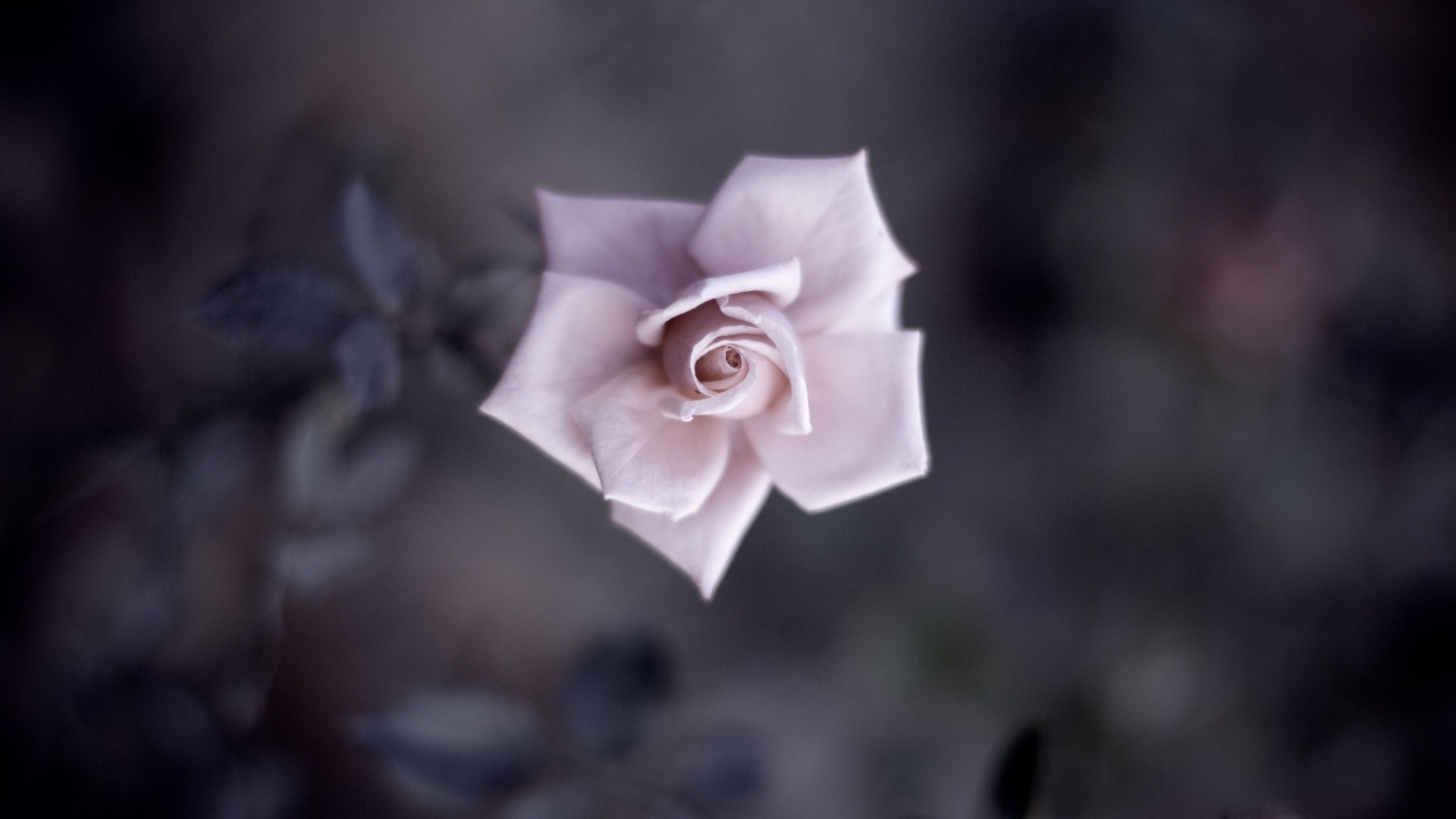 Close up of a pink rose flower HD Wallpaper