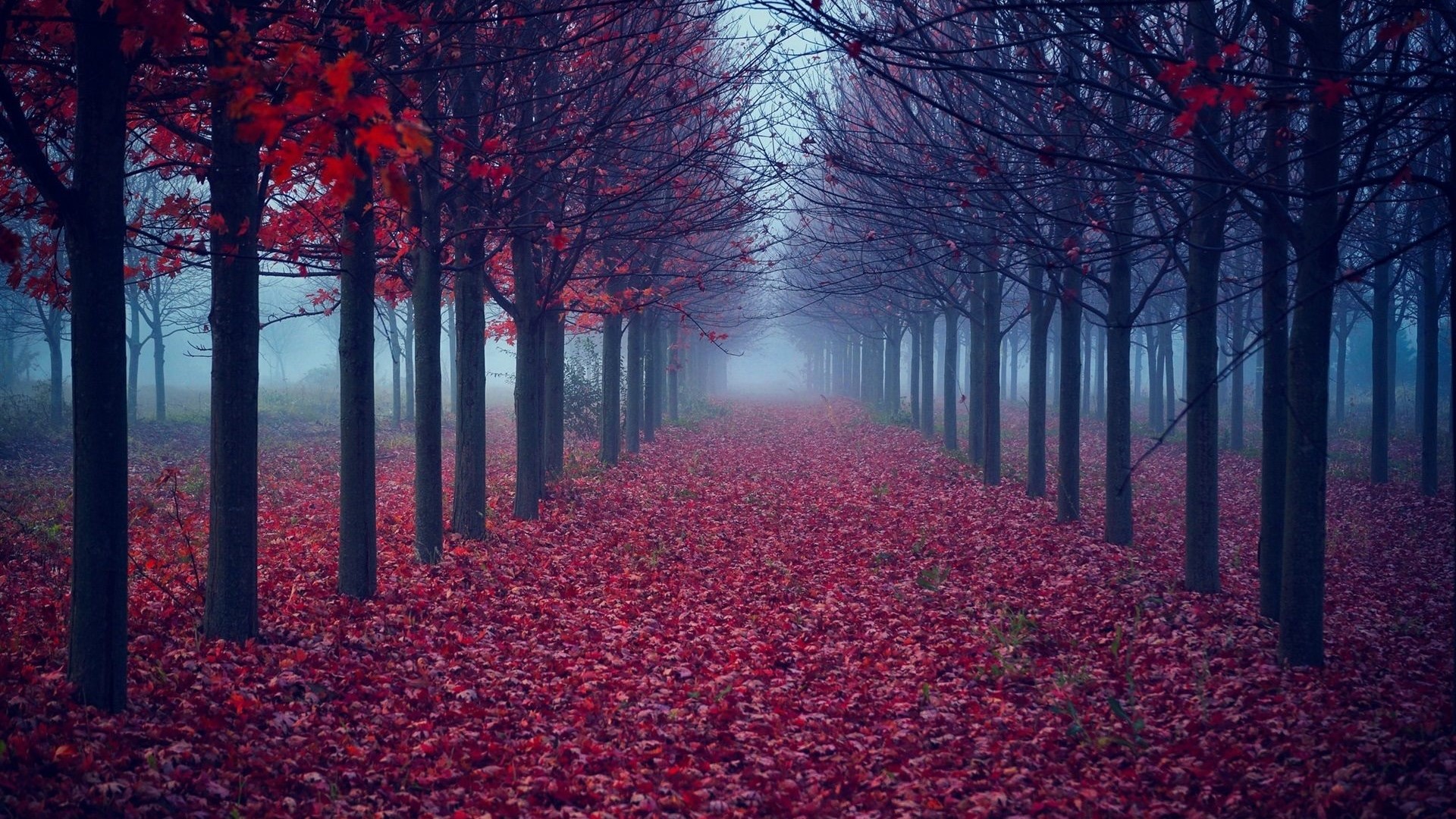 Autumn forest path covered in red fallen leaves HD Wallpaper
