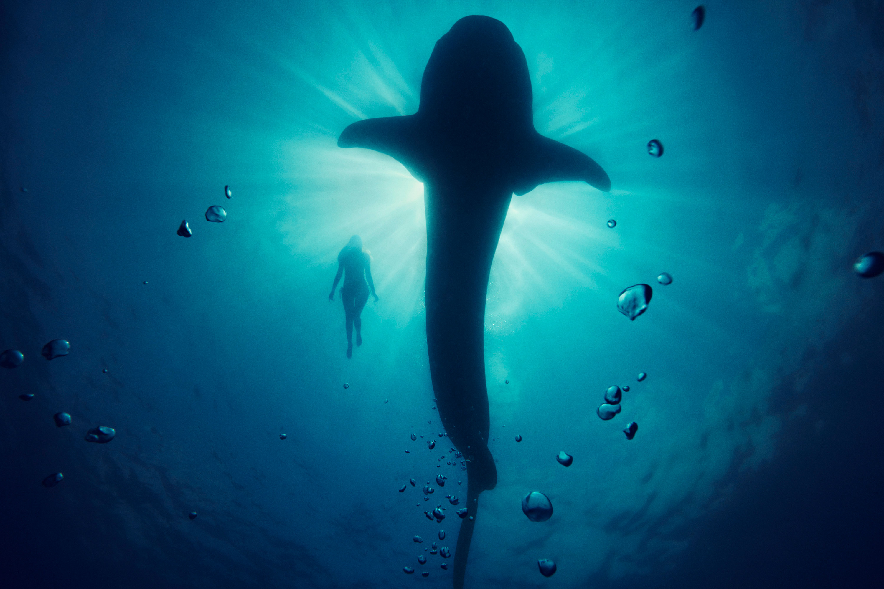 Silhouette of a whale shark and a woman underwater HD Wallpaper