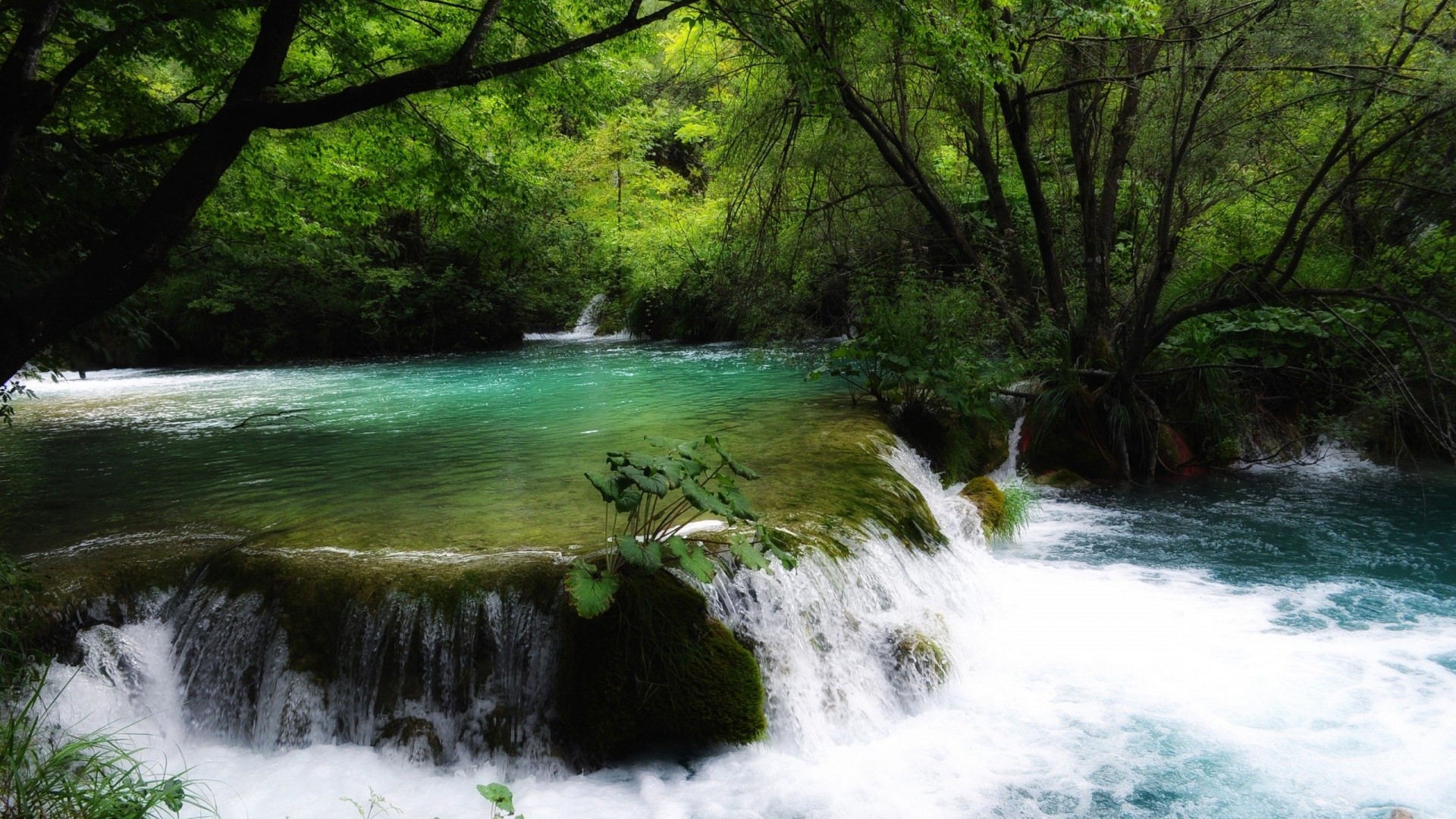 Turquoise river flowing over rocks in a forest HD Wallpaper