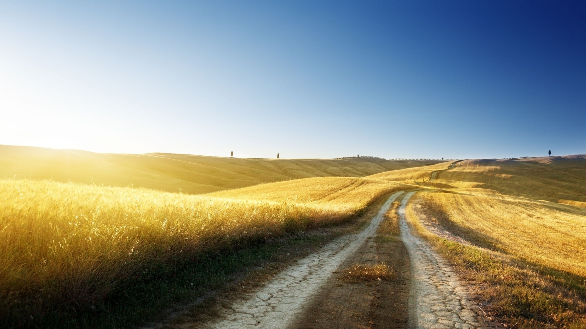 Golden fields and a dirt road under a clear blue sky HD Wallpaper