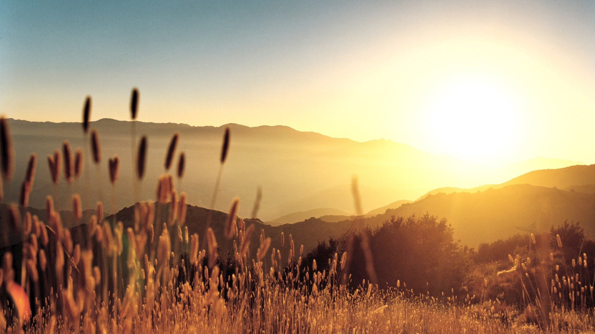 Sunrise over misty mountains with tall grass in foreground HD Wallpaper