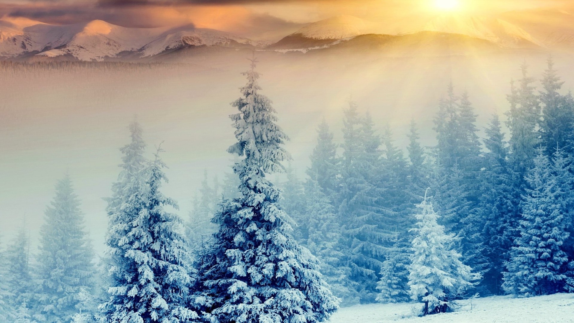 Snowy Pine Forest with Mountains at Sunrise HD Wallpaper
