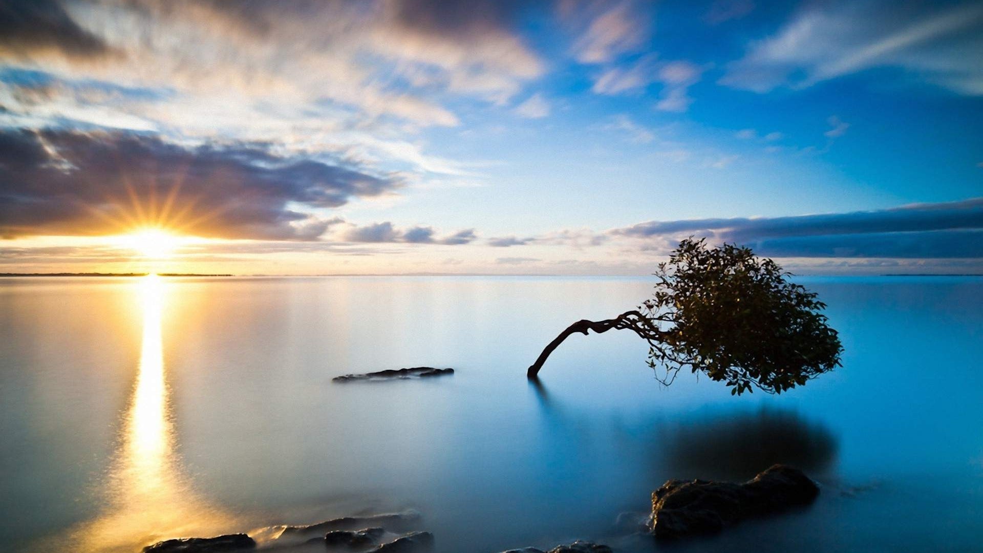 Tree leaning over the sea at sunset HD Wallpaper