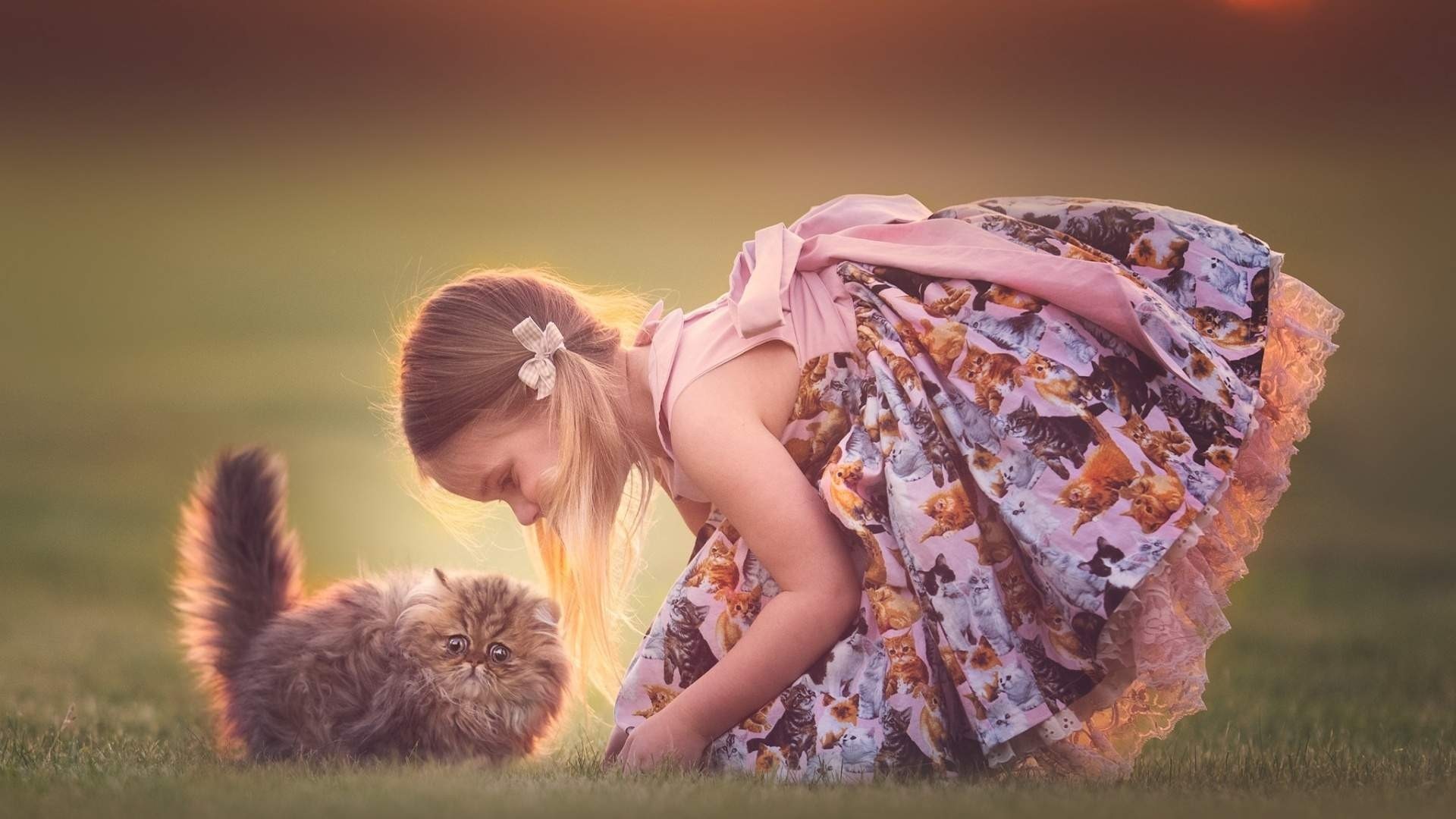 Girl with a fluffy kitten in a field HD Wallpaper