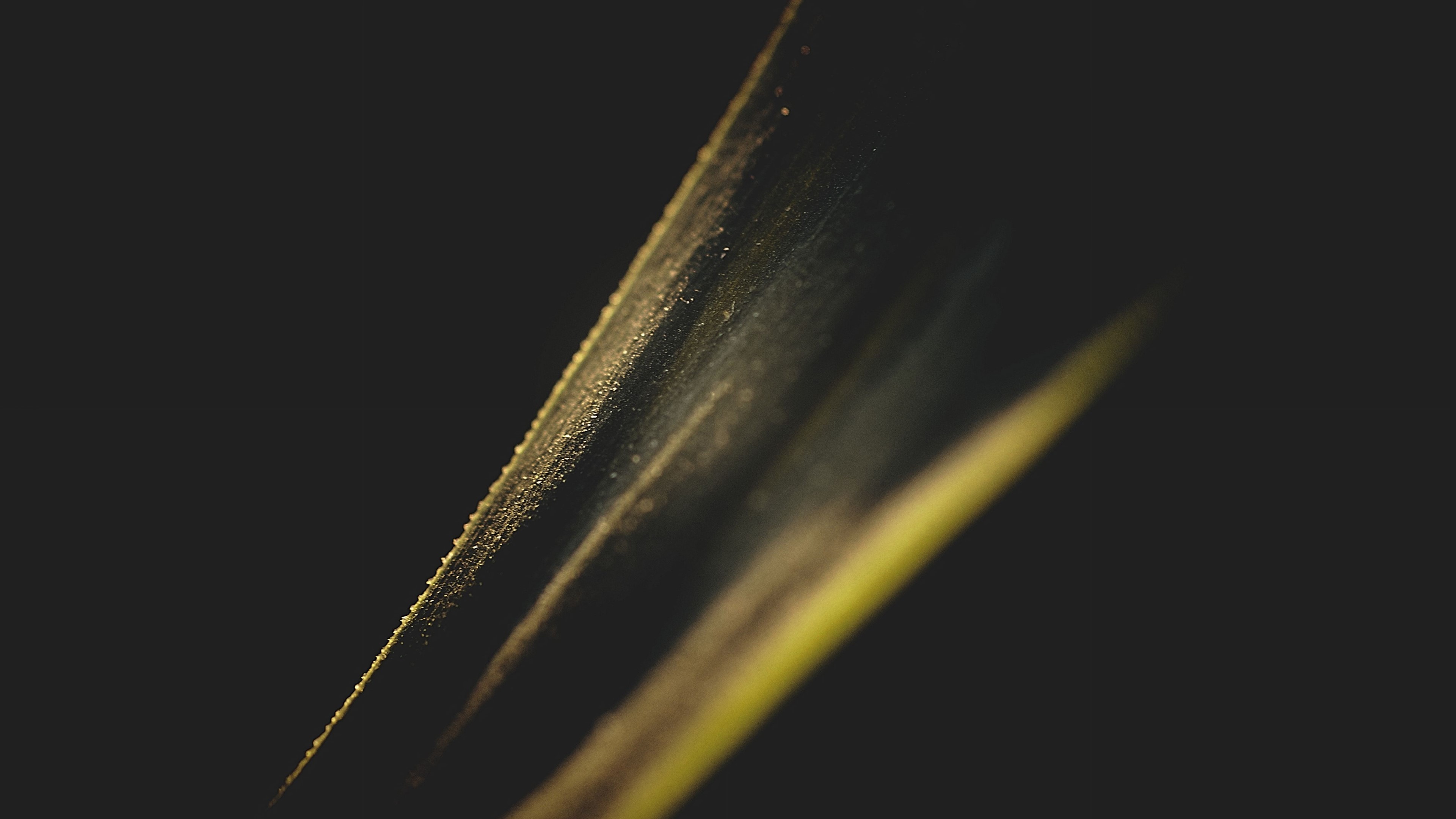 Golden Leaf with Subtle Light HD Wallpaper