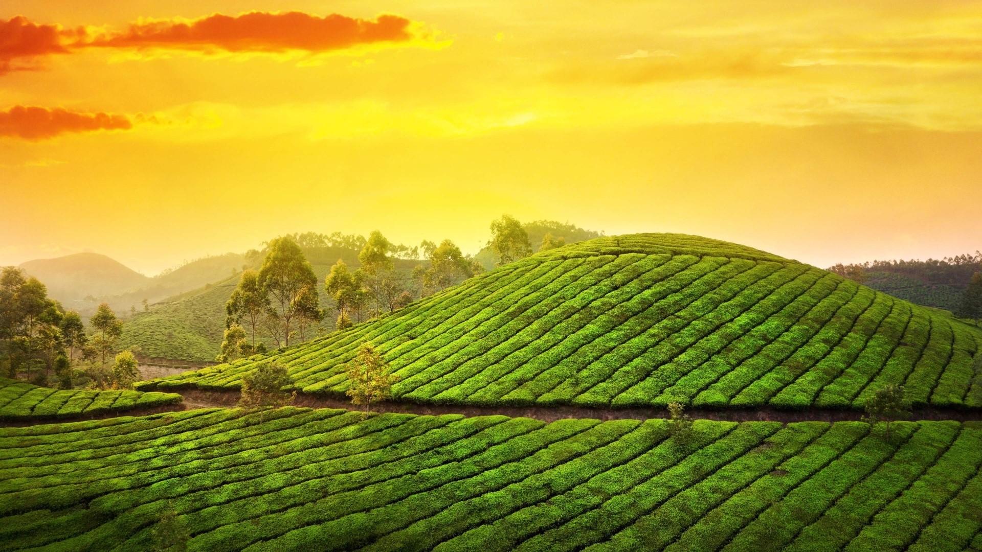 Tea Garden Landscape at Sunset HD Wallpaper