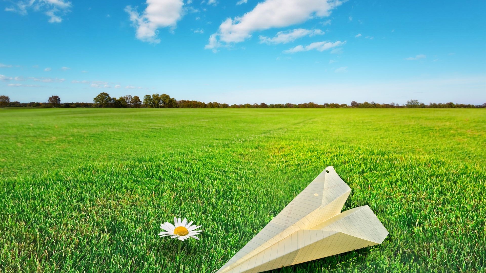 Paper airplane and daisy in a green field HD Wallpaper