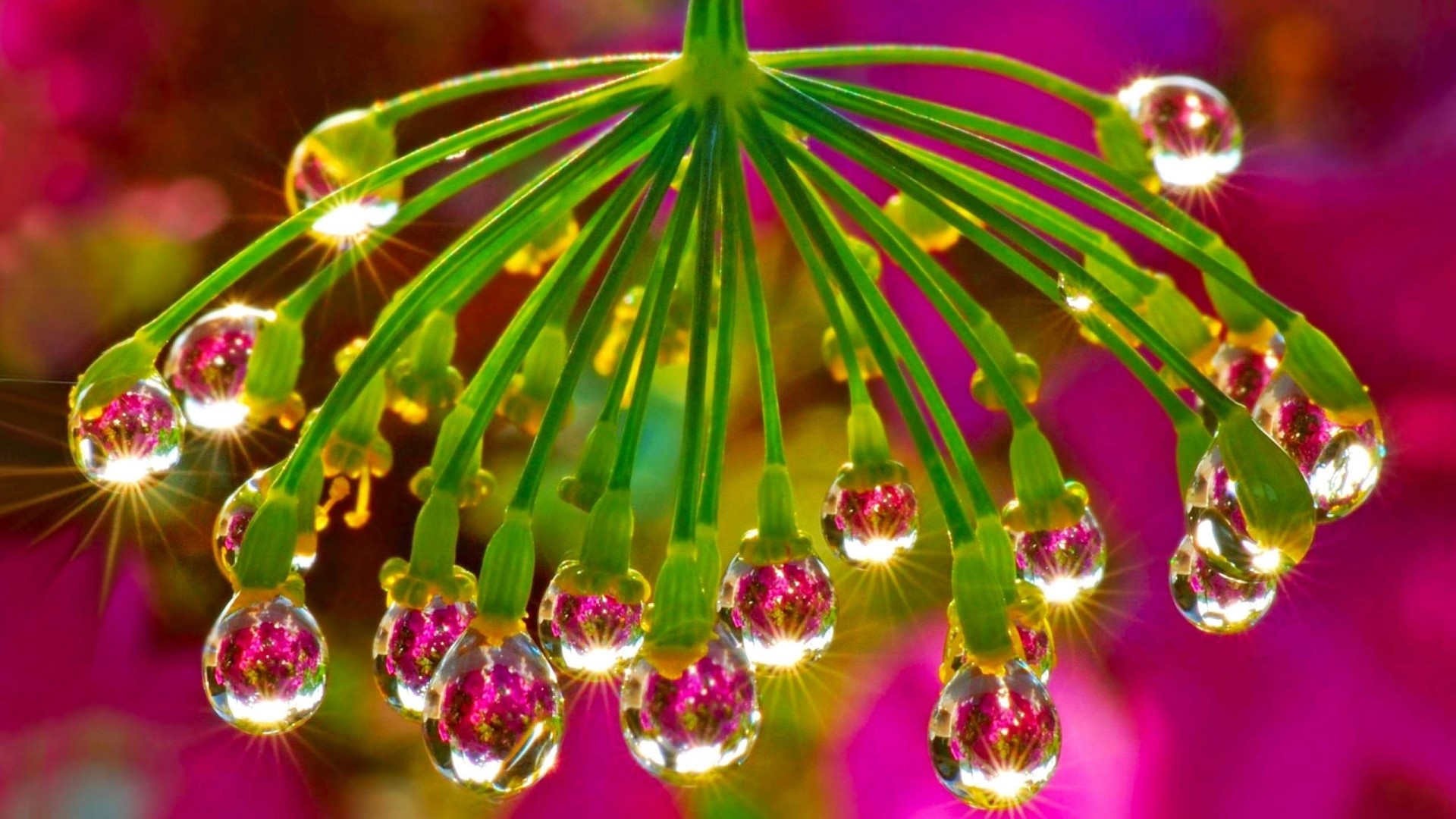 Morning Flower with Dew Drops HD Wallpaper