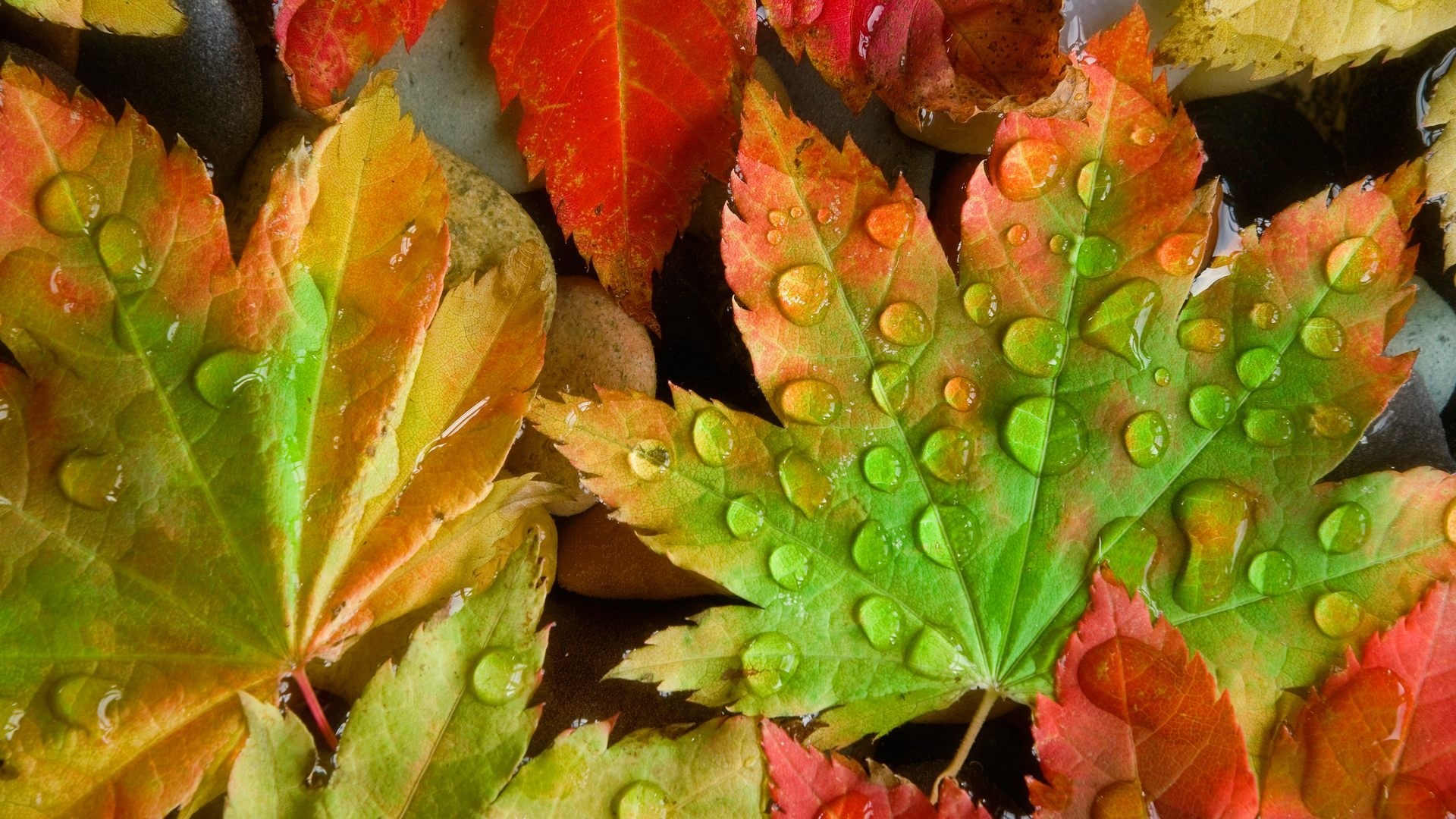 Close-up of wet maple leaves in autumn colors HD Wallpaper