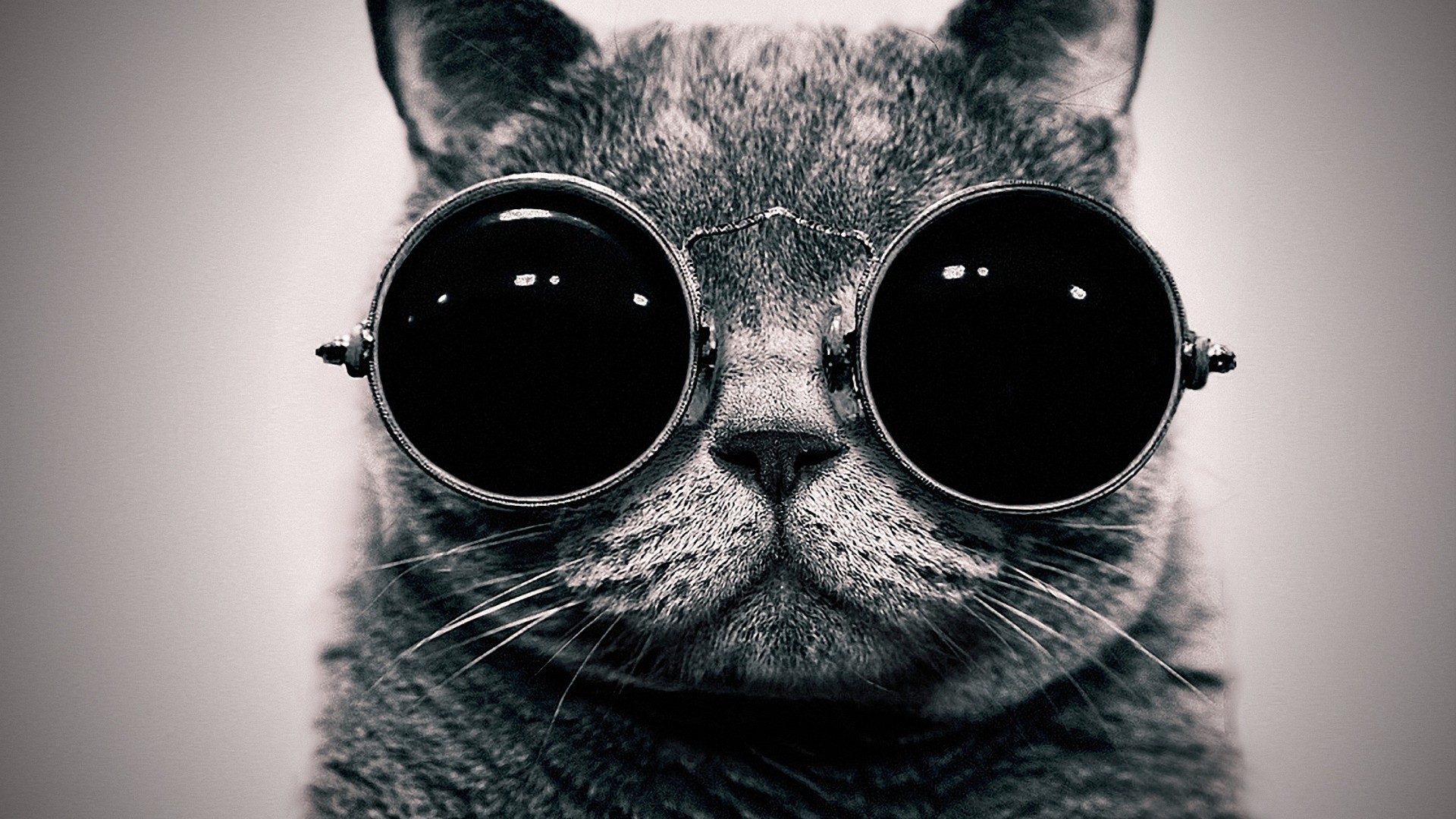 Close-up of a cat wearing round sunglasses HD Wallpaper