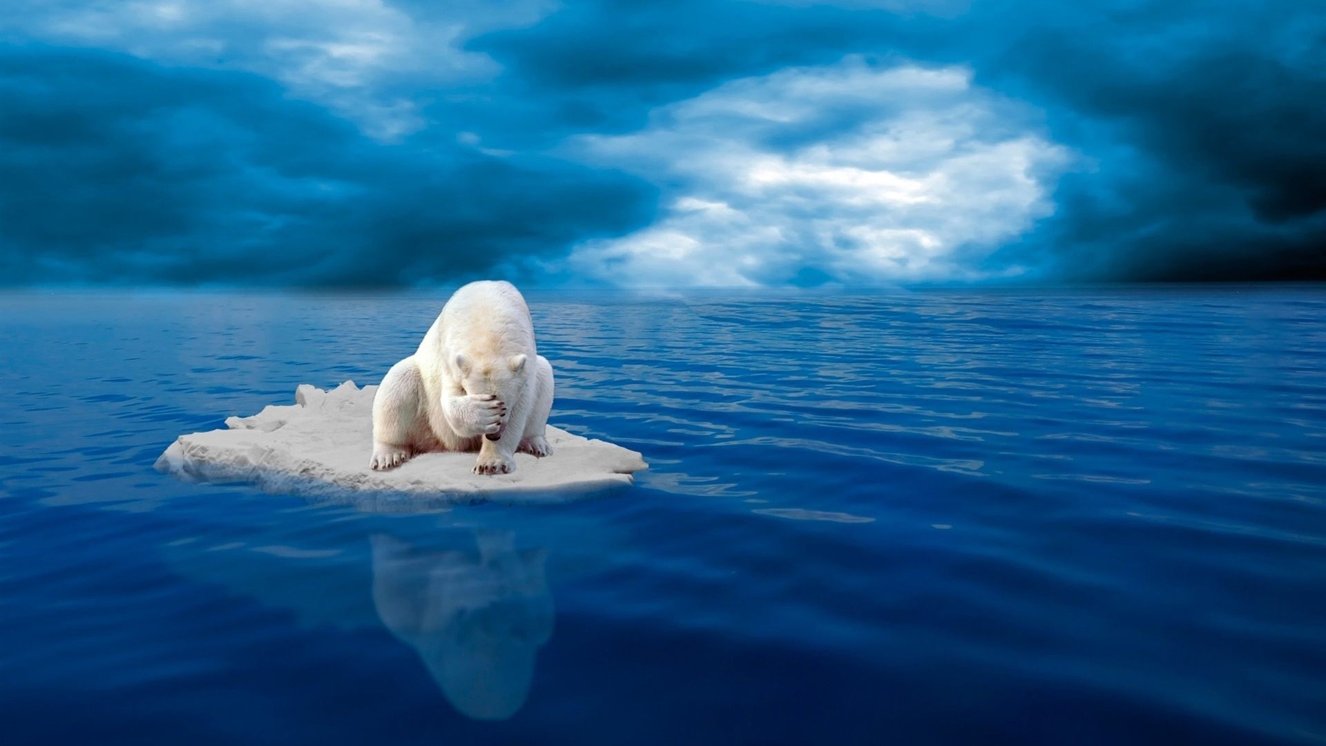 Polar bear on melting ice floe in the ocean HD Wallpaper
