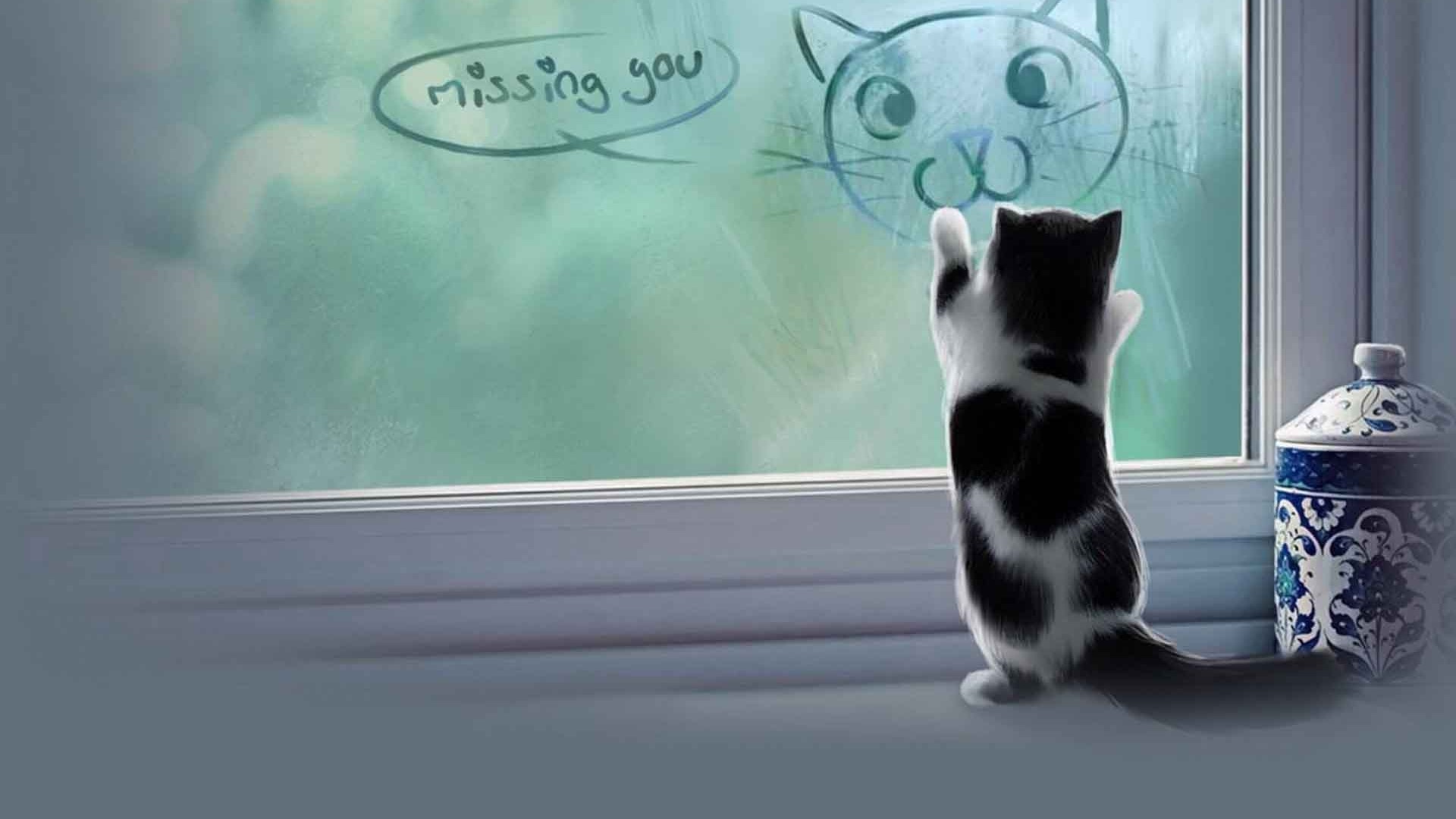 Cat drawing "missing you" on a window HD Wallpaper