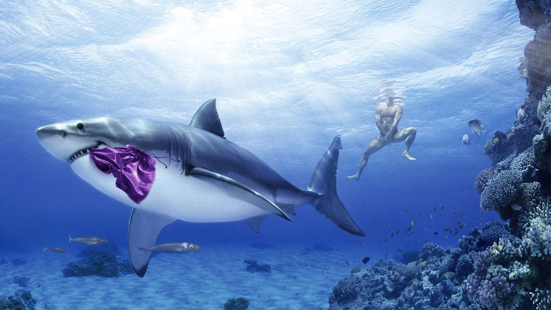 Shark with purple bag and man swimming HD Wallpaper