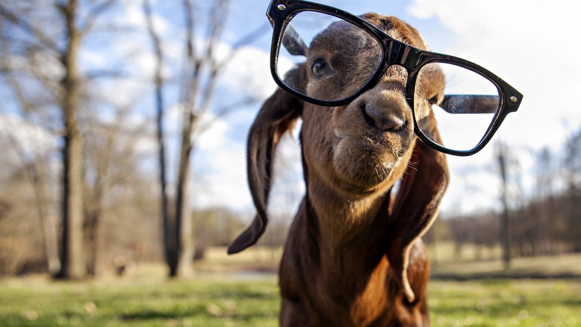 Funny goat wearing glasses in a field HD Wallpaper