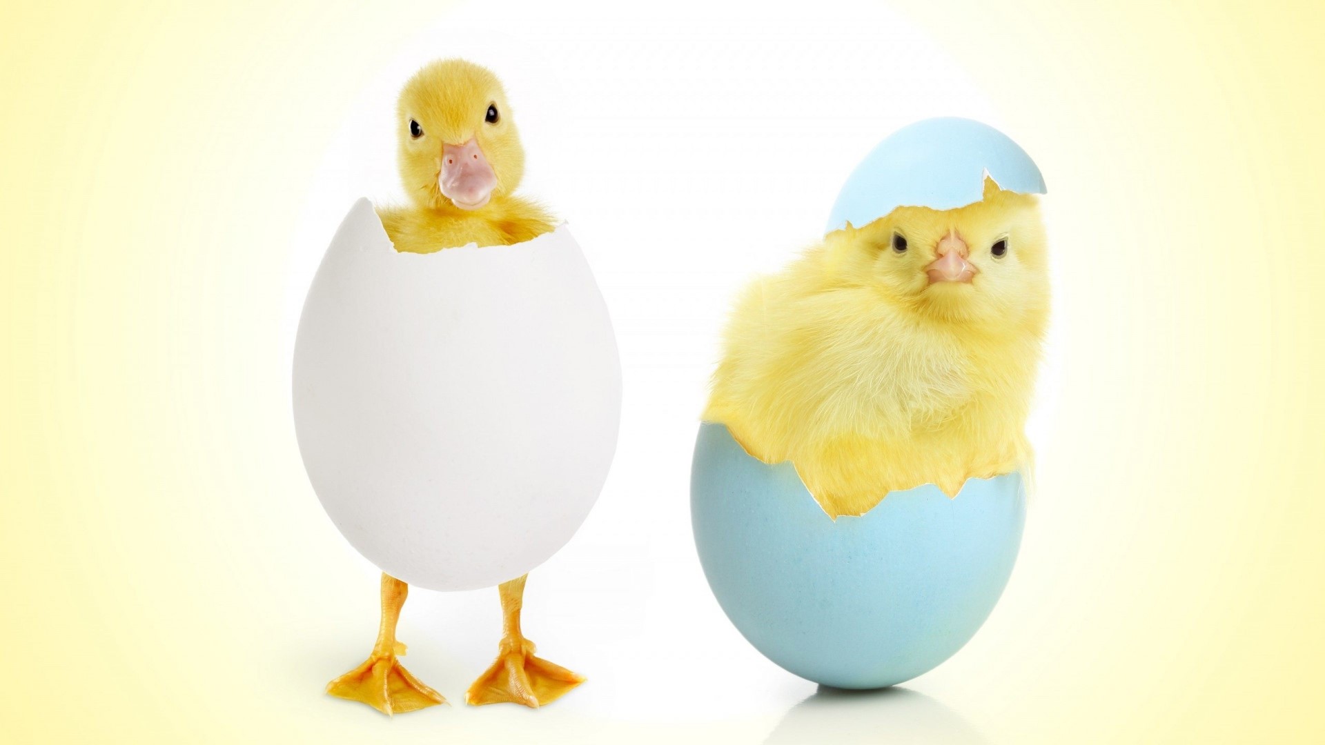 Duckling and chick hatching from eggs HD Wallpaper