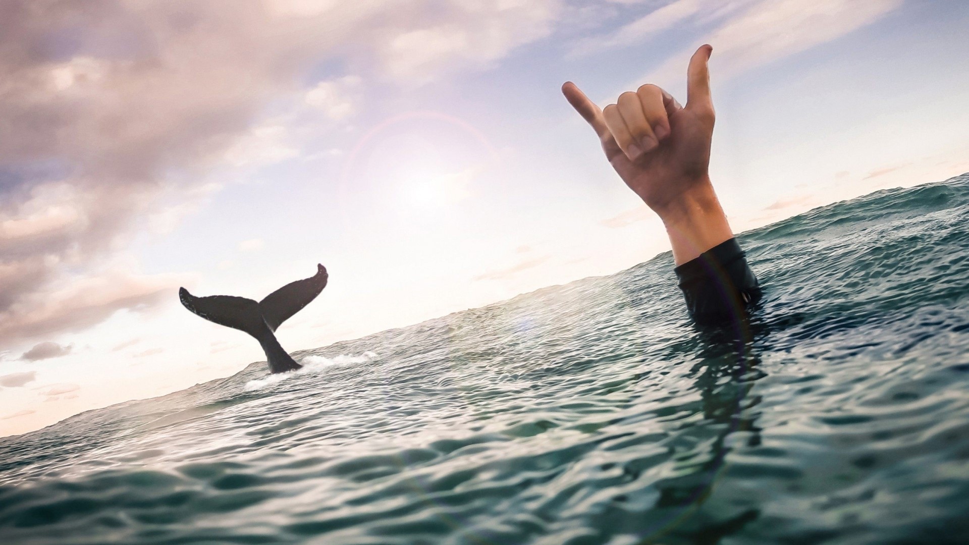Whale tail and surfer's hand in ocean HD Wallpaper