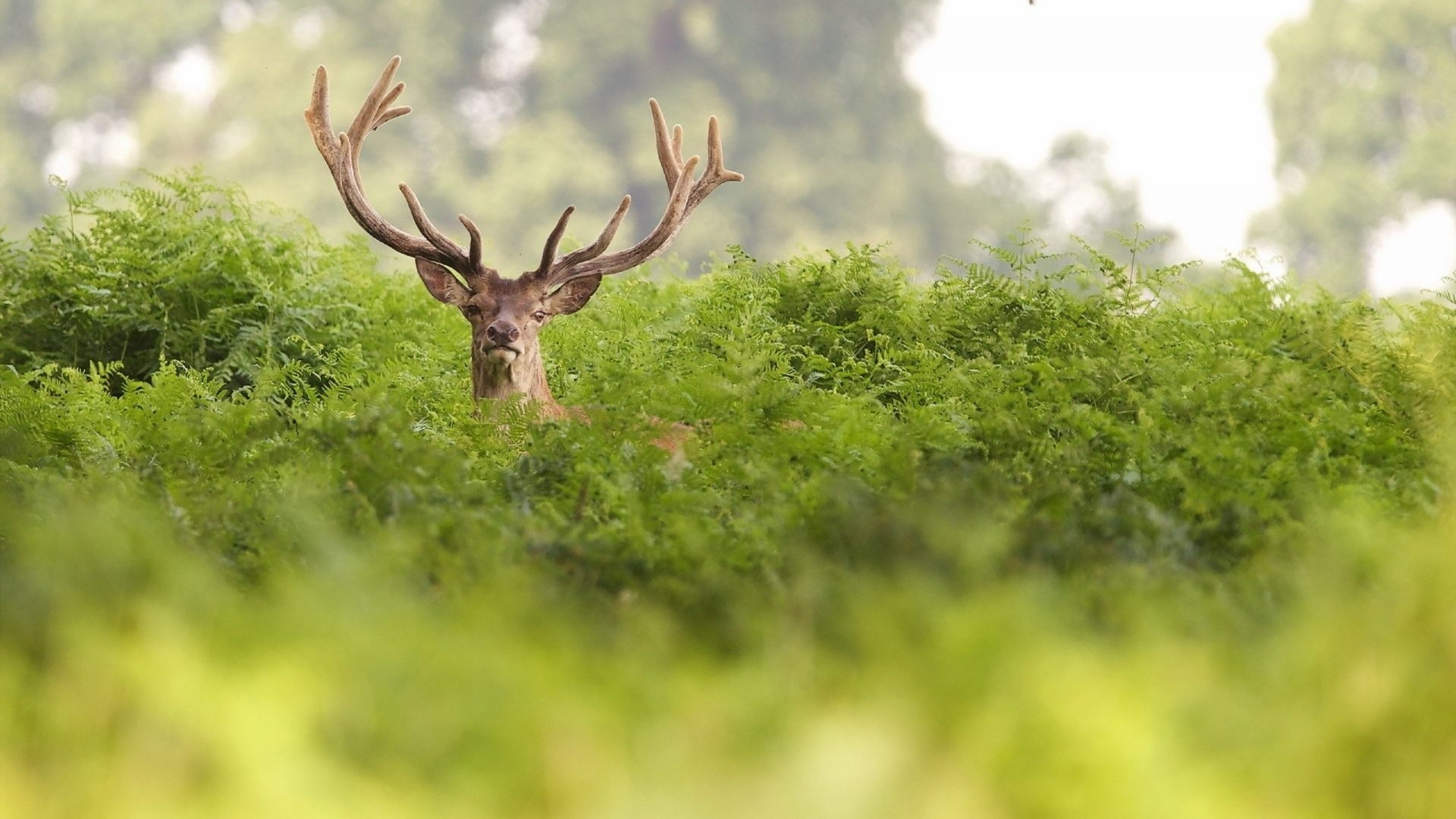 Deer with antlers in a fern forest HD Wallpaper