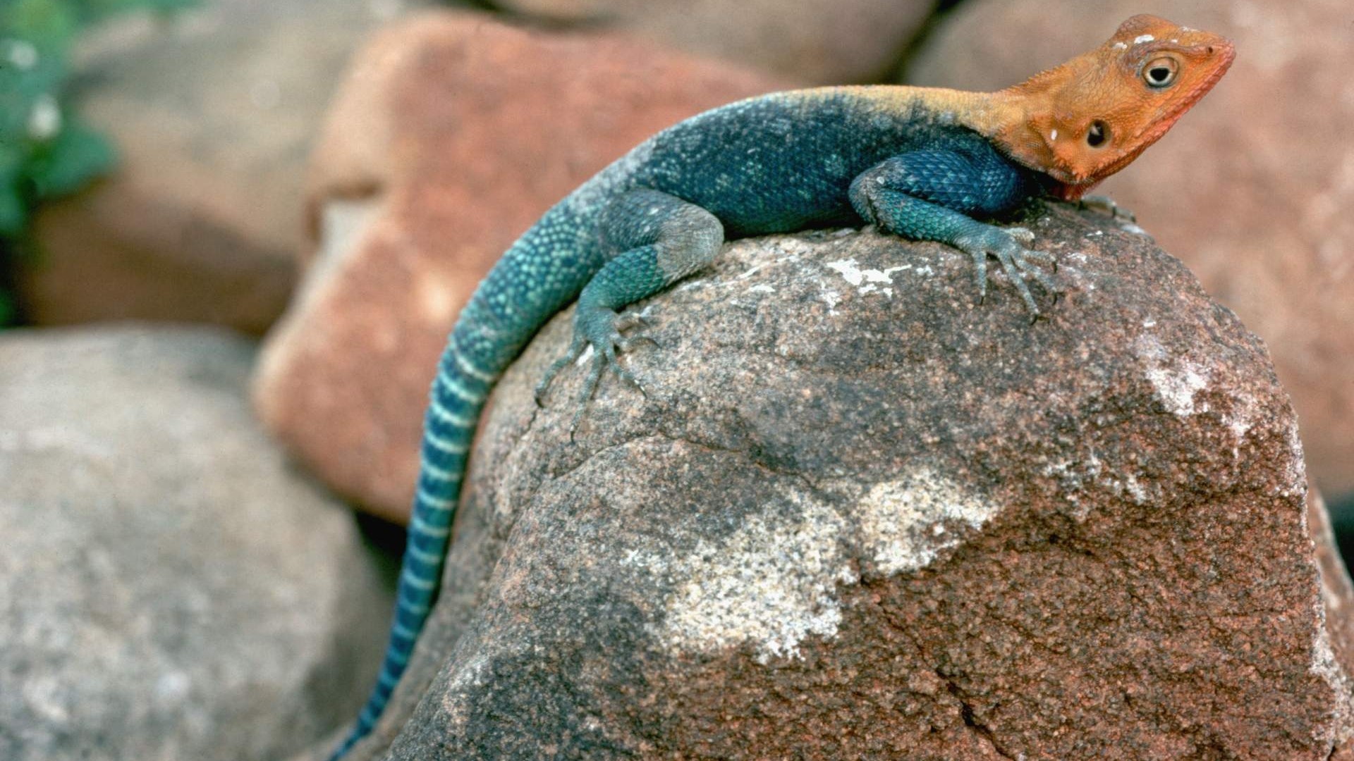 Blue lizard with orange head on a rock HD Wallpaper