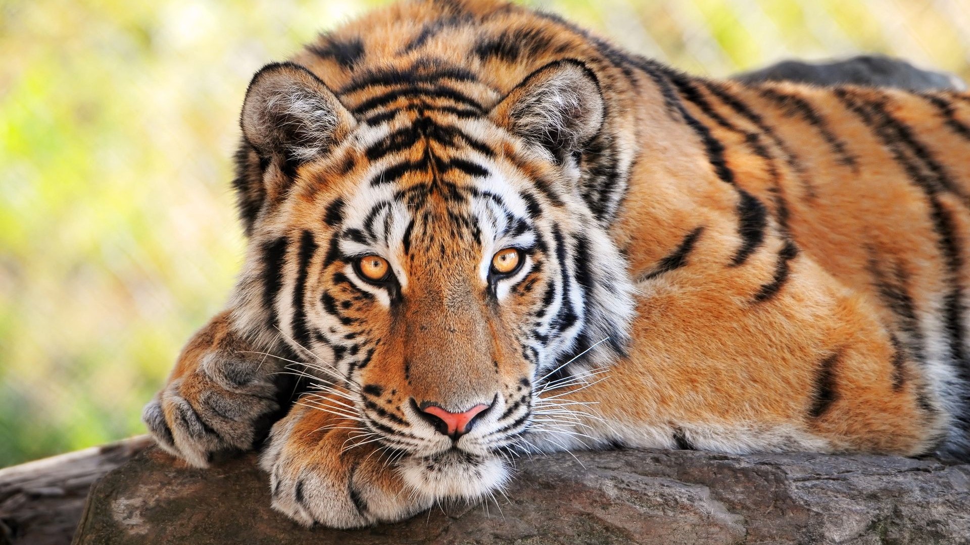 Tiger resting on a rock HD Wallpaper